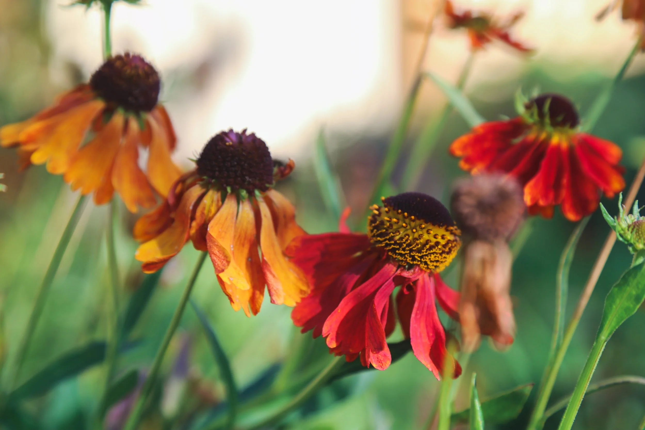 Close-up of colorful Helenium flowers with orange, red, and yellow petals and prominent dark centers, in a garden setting.
