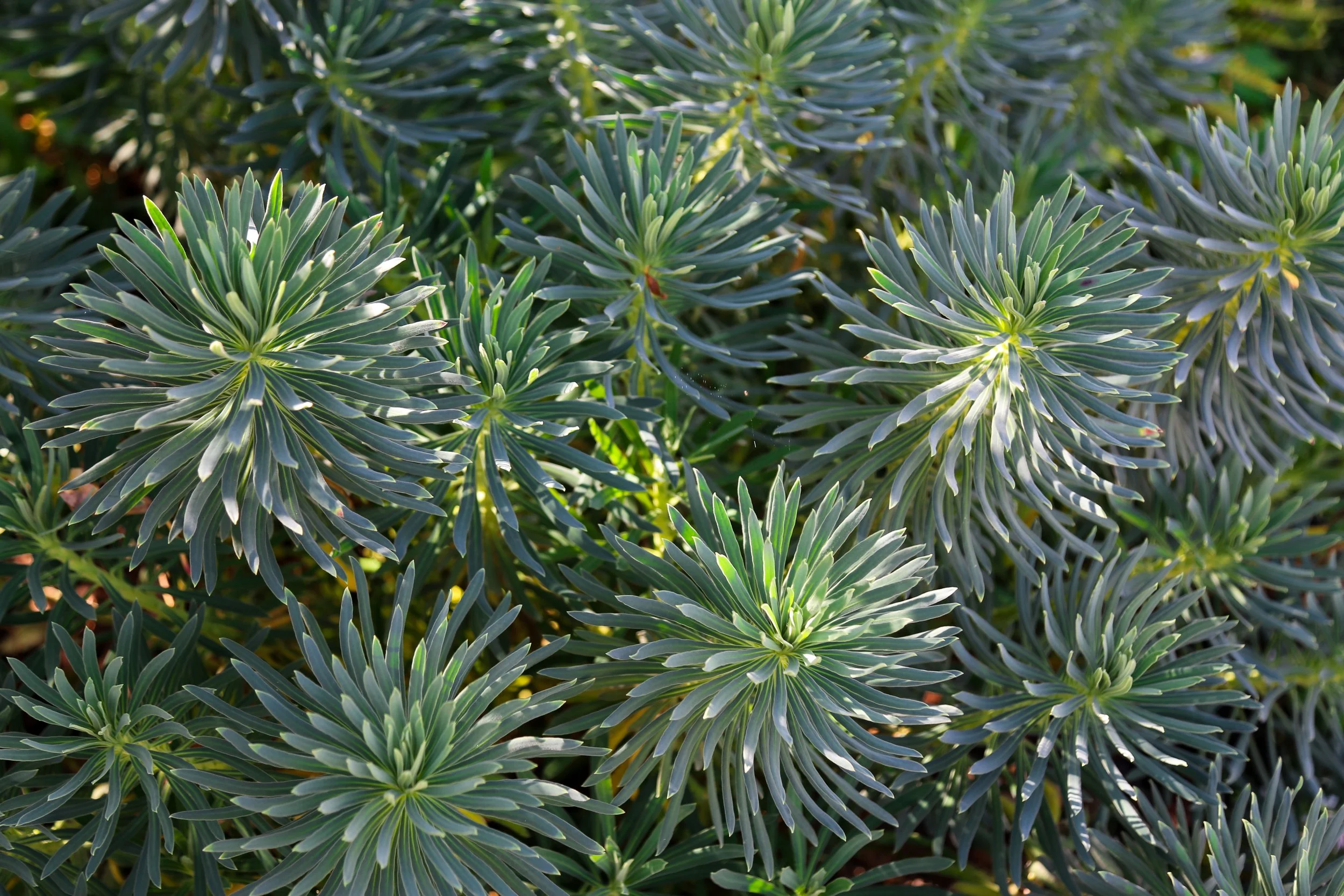Close-up of green, spiky, needle-like leaves of a plant.