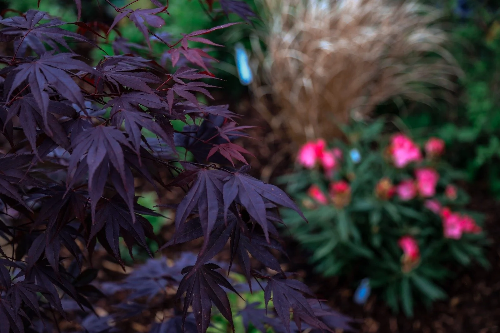Close-up of dark purple Japanese maple leaves in a garden, with blurred pink flowers and green foliage in the background.
