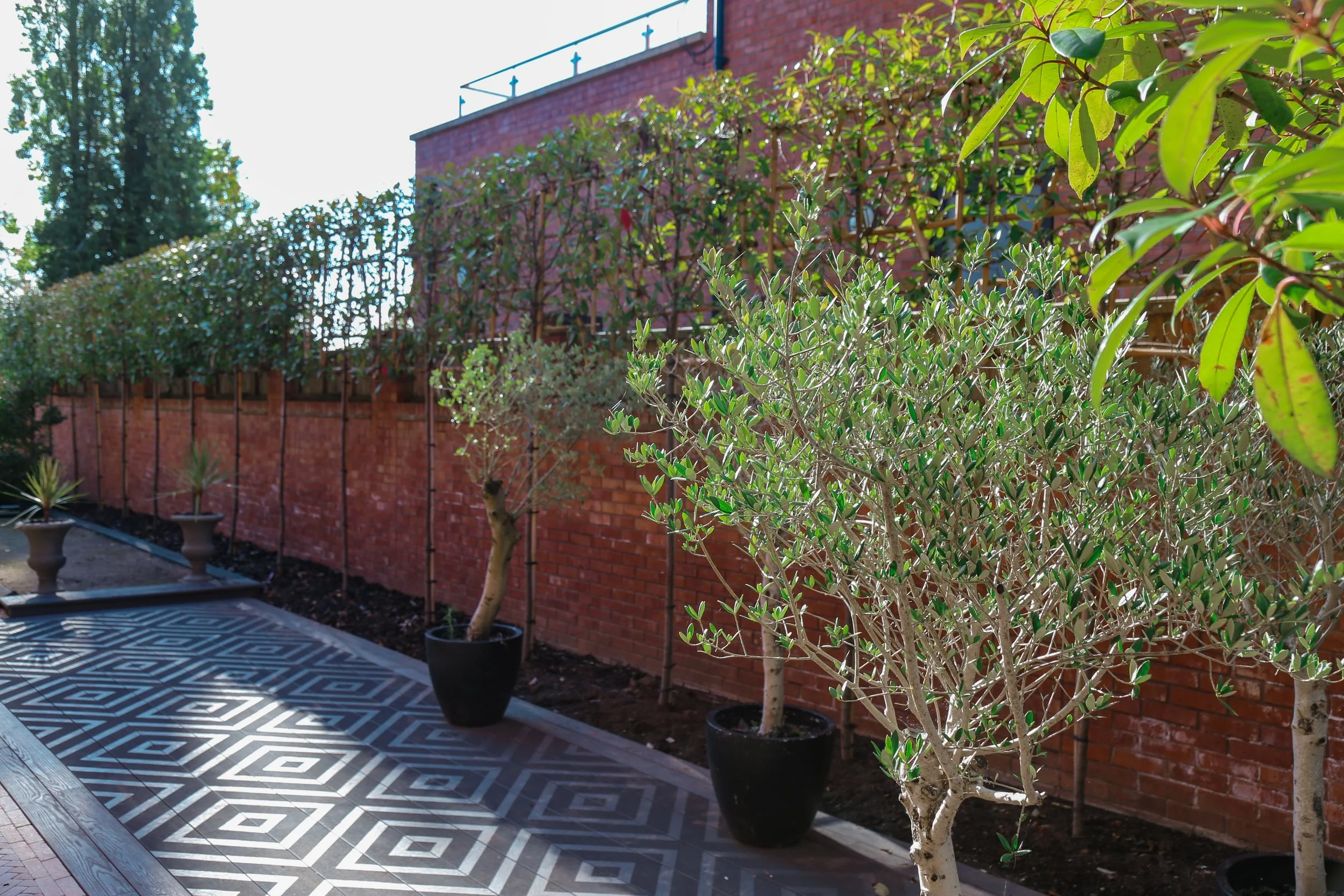 A row of pleach trees surround the boarder of the property, with potted olive trees on a composite deck