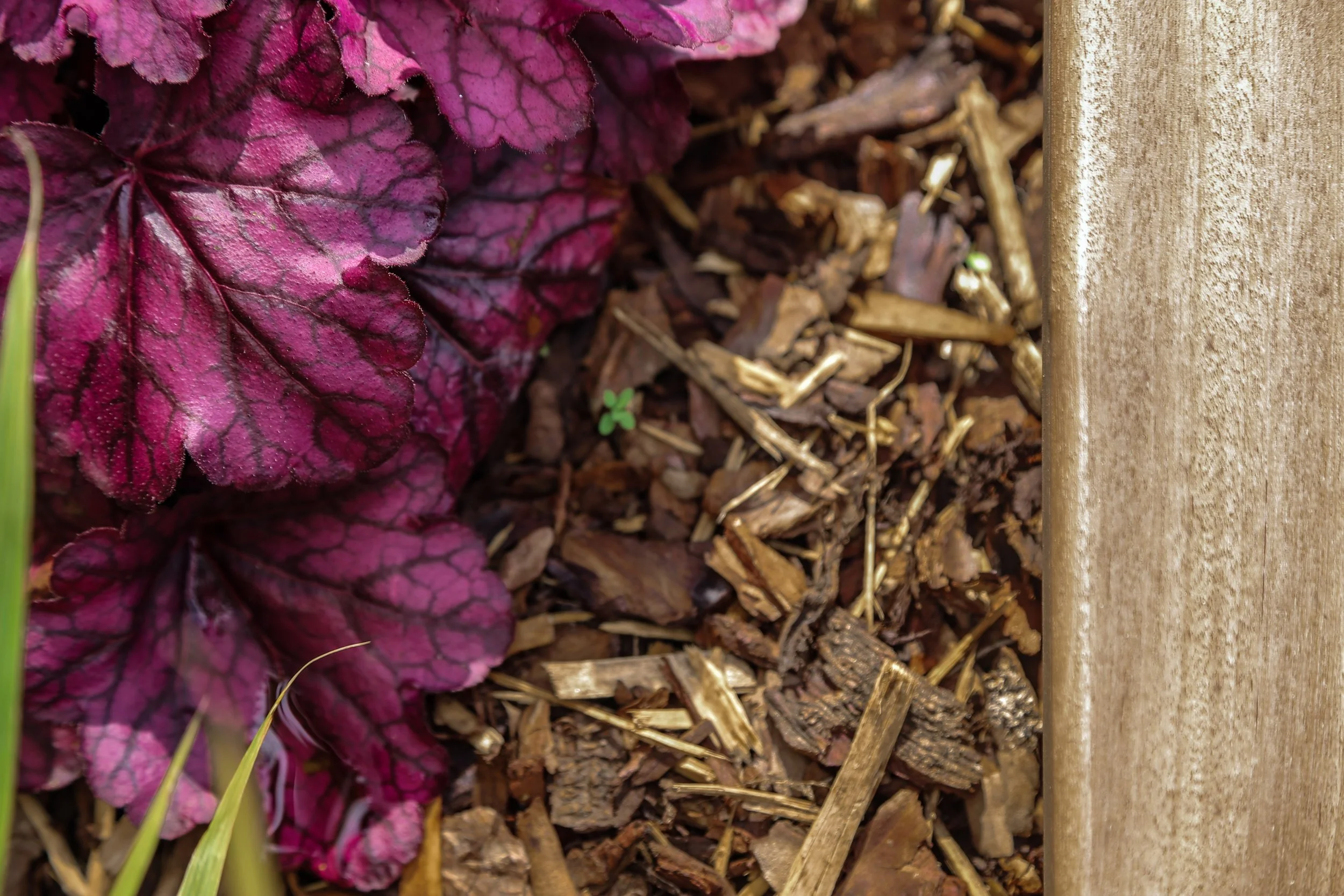 Close-up of purple and green leafy plant beside brown mulch, Planting In Warwickshire