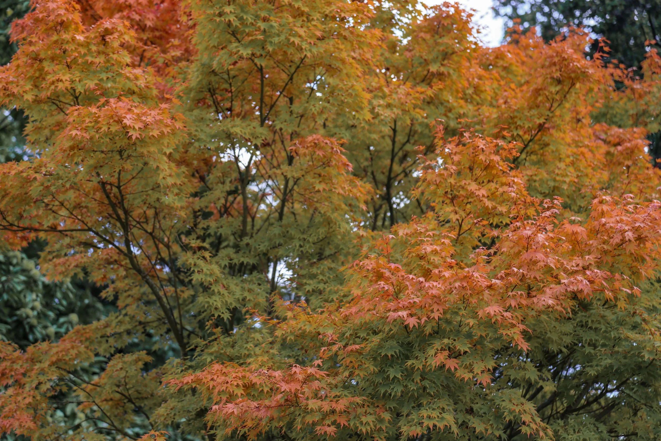 Autumn leaves on a tree displaying orange, red, and green foliage.