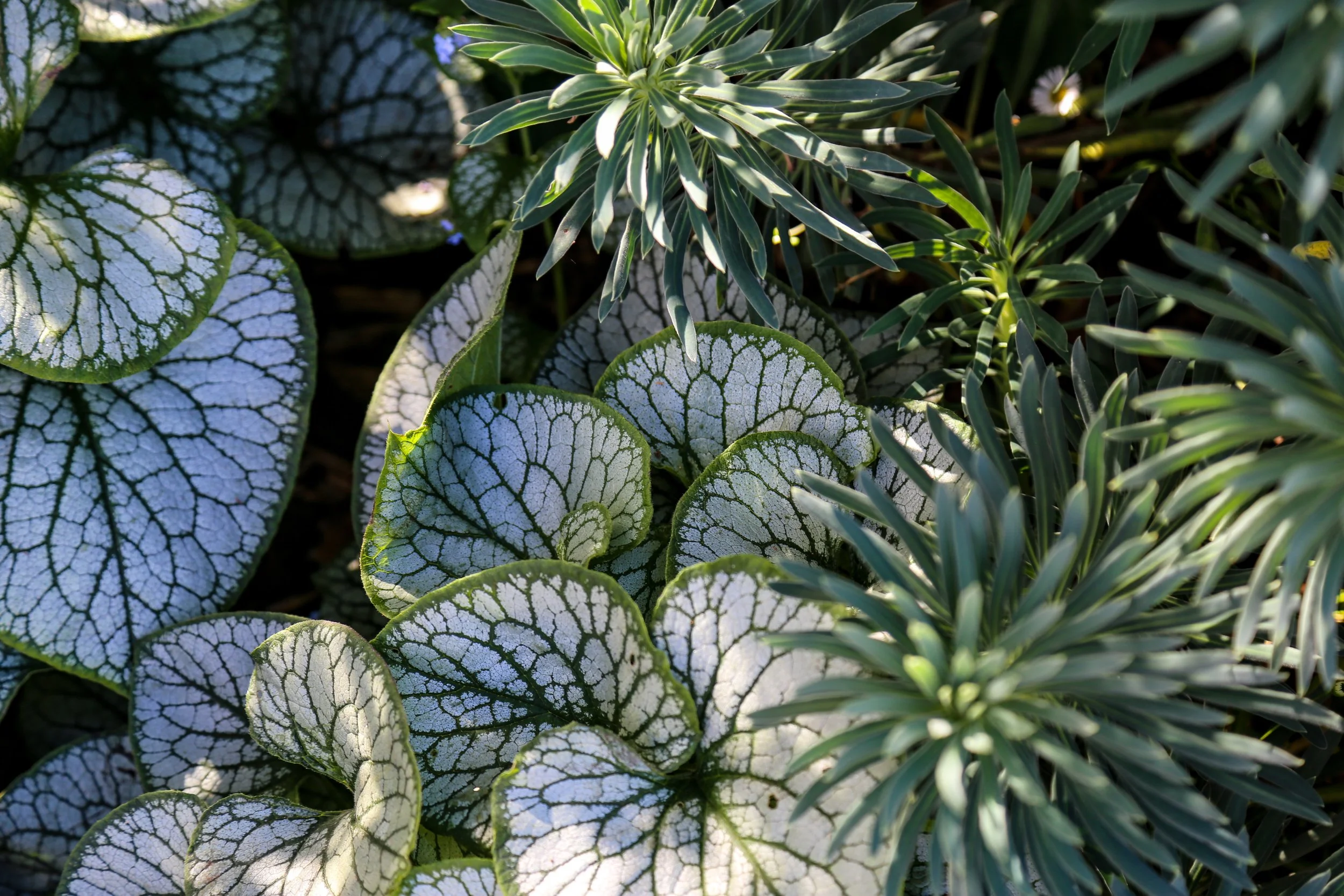 Close-up of planting in a planting bed, showing contrasting green plants