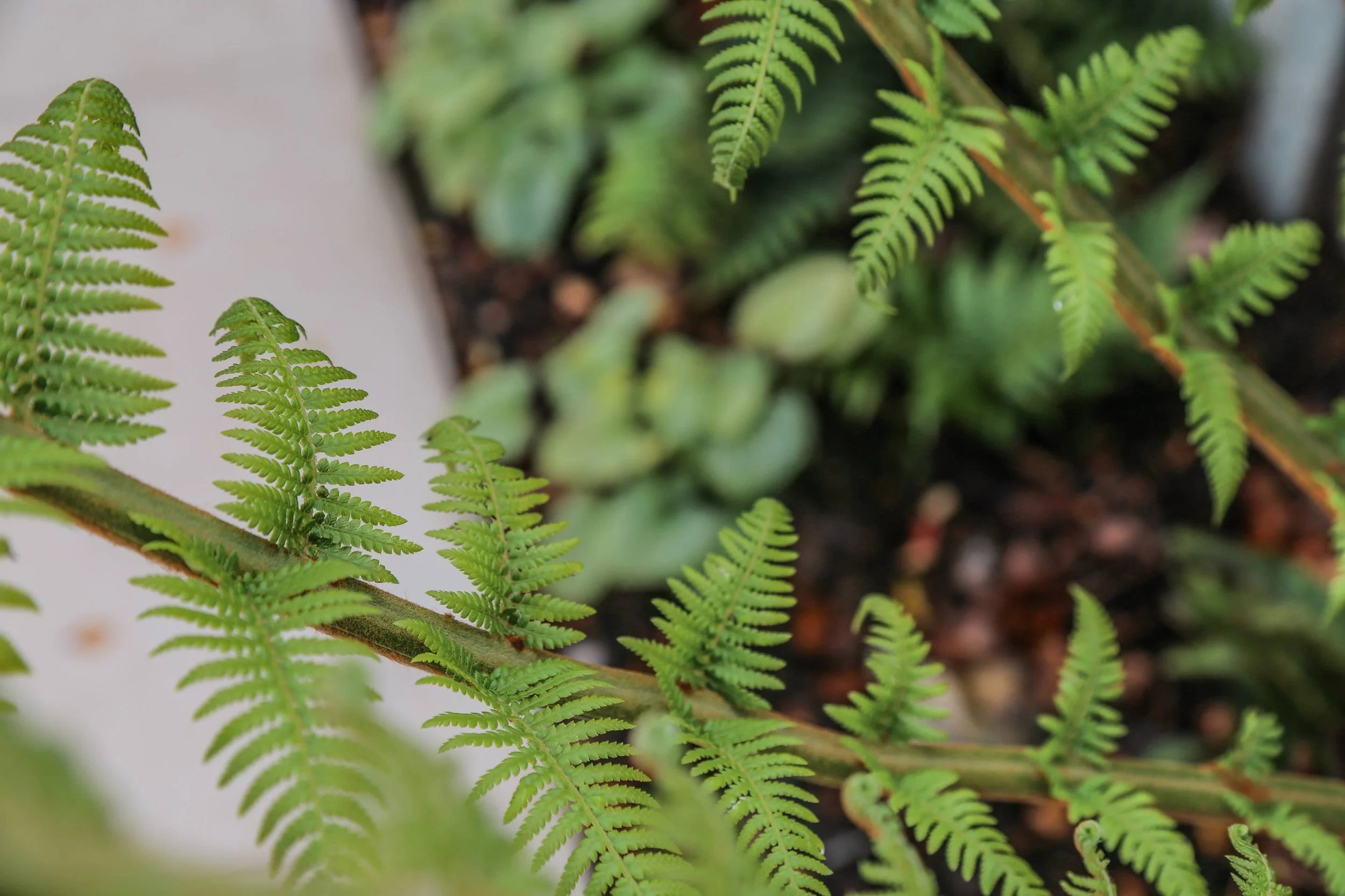 Tree fern planted in a border next to a porcelain patio