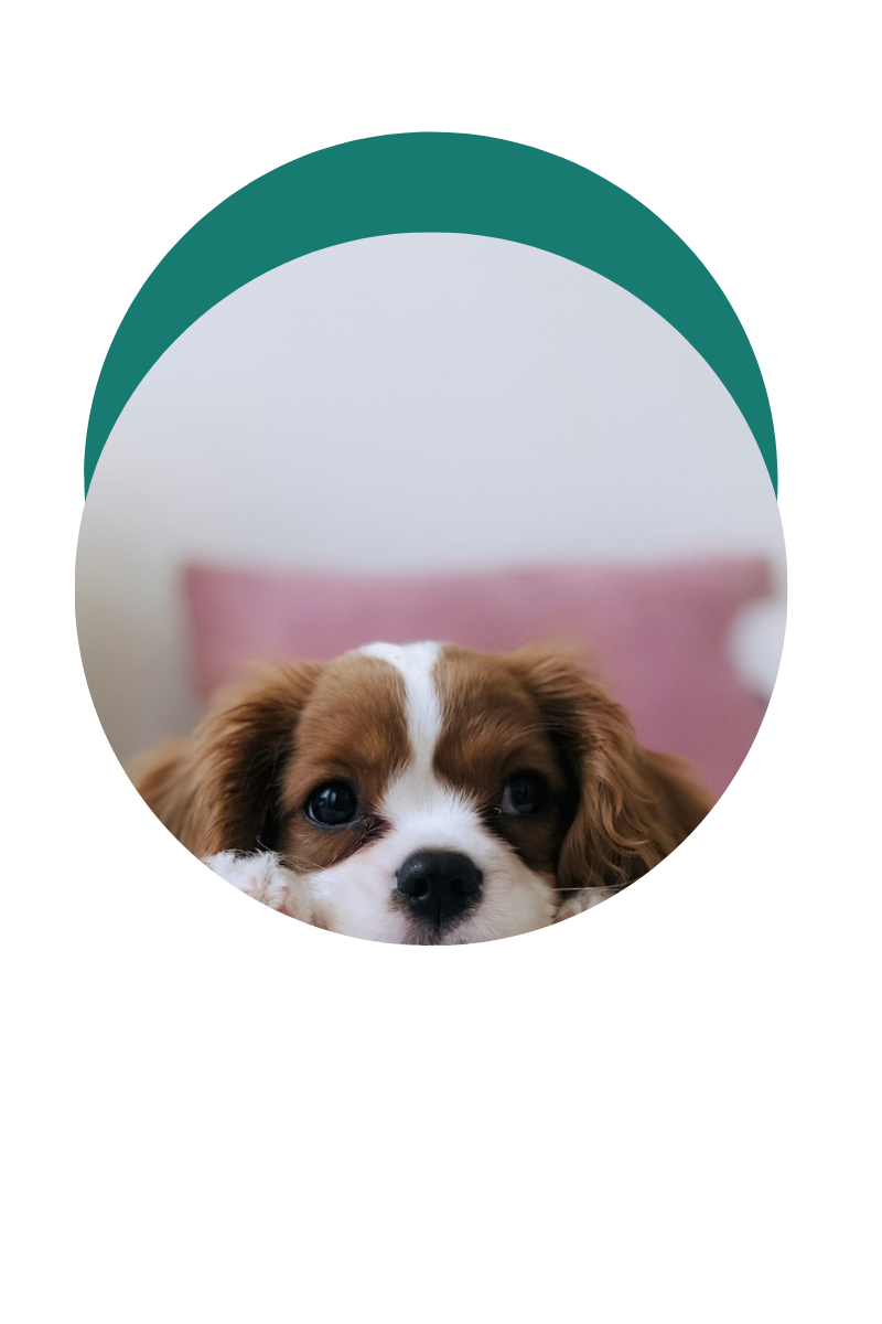 tête de petit chien blanc et brun avec coussin rose en fond dans un médaillon rond