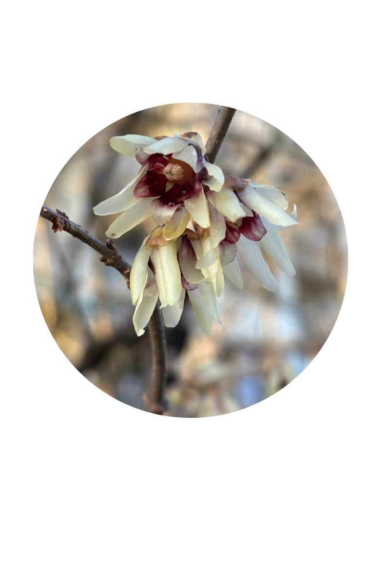 trois fleurs de chimonanthus ouvertes sur fond flouté