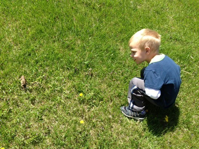 Common Grace–Toads