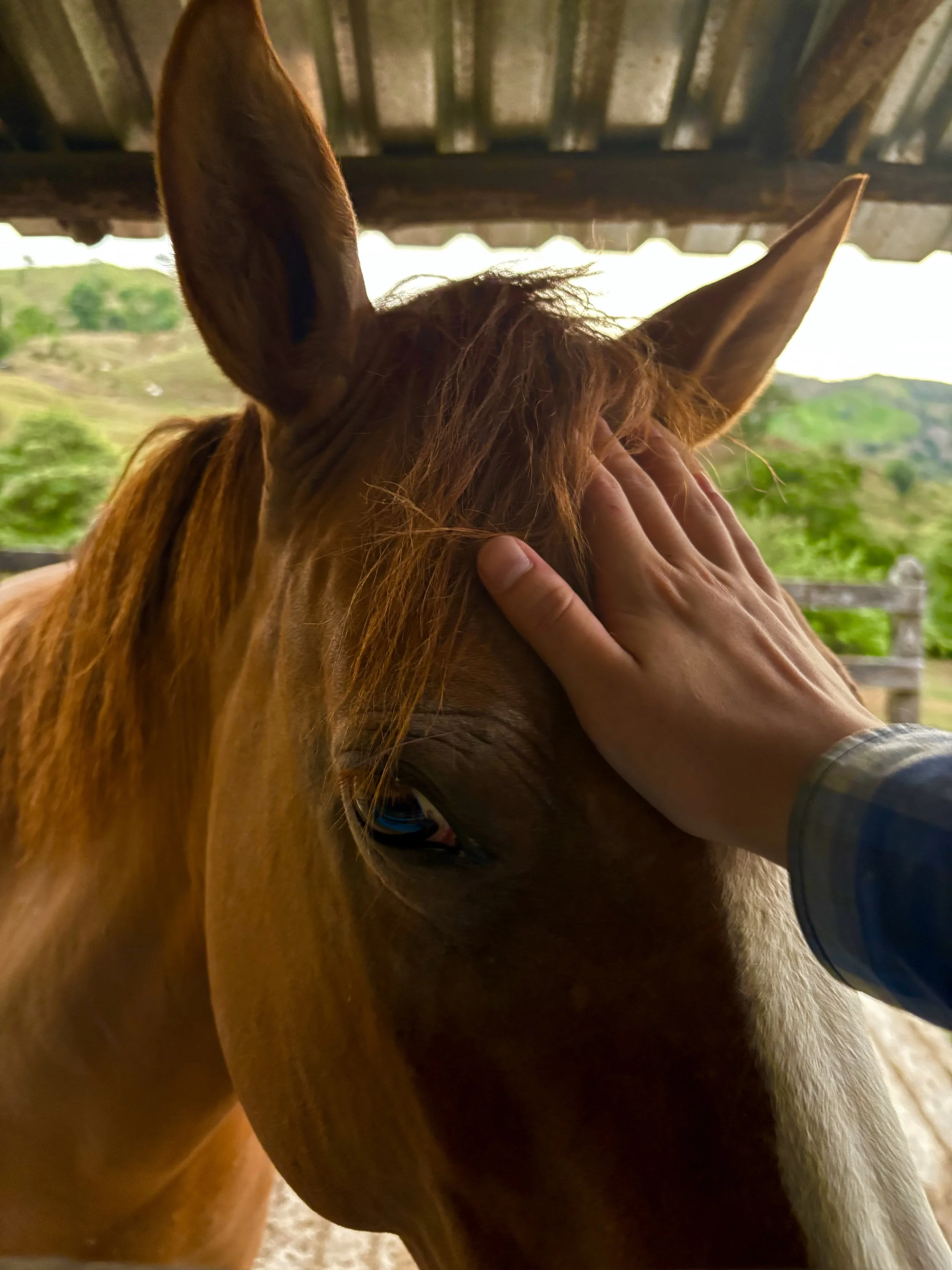 A person with a plaid shirt gently petting a brown horse's face under a wooden shelter, with green hills visible in the background.