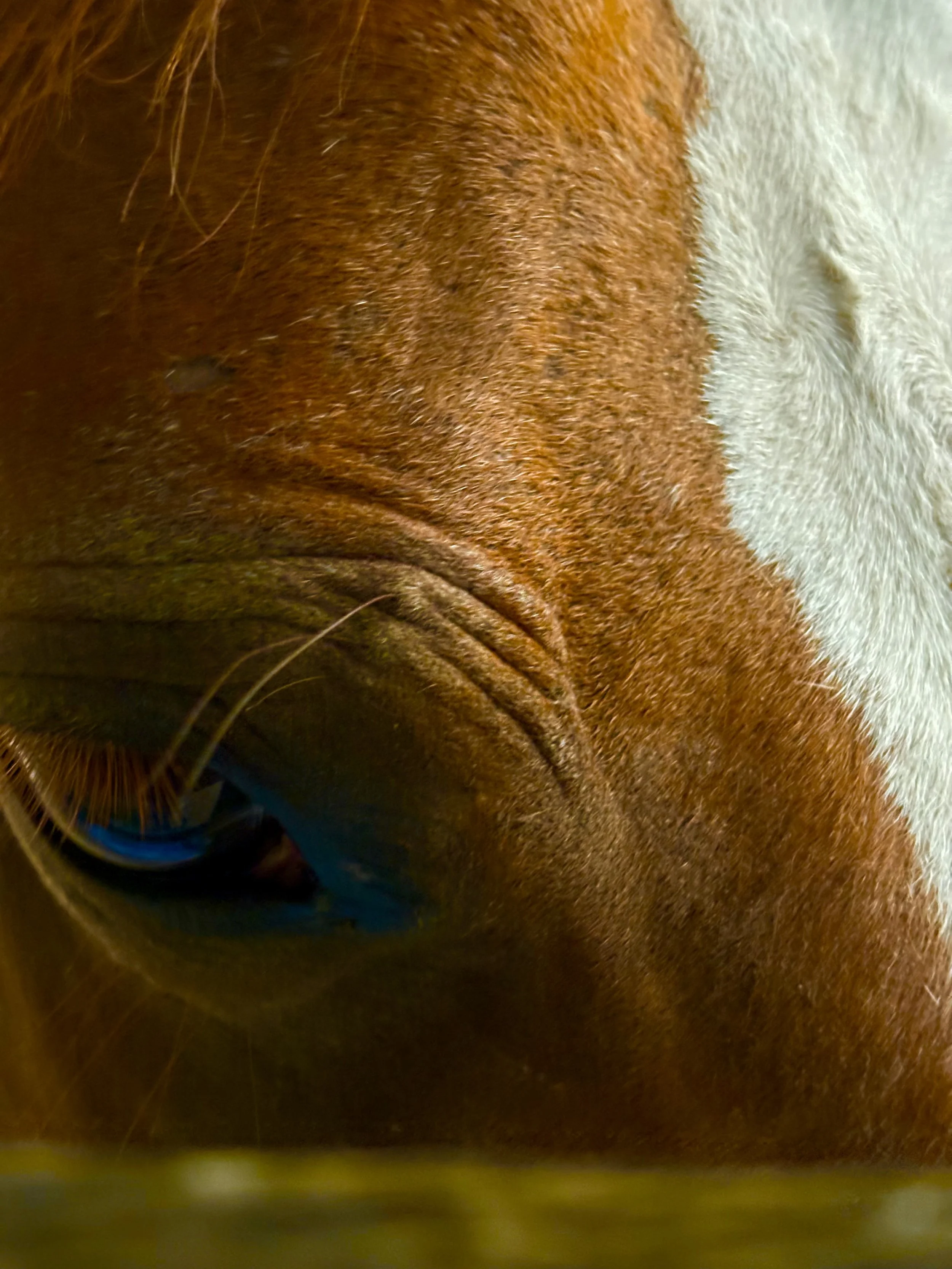 Close-up of a horse's face, showing its brown and white fur, eye, and facial wrinkles.