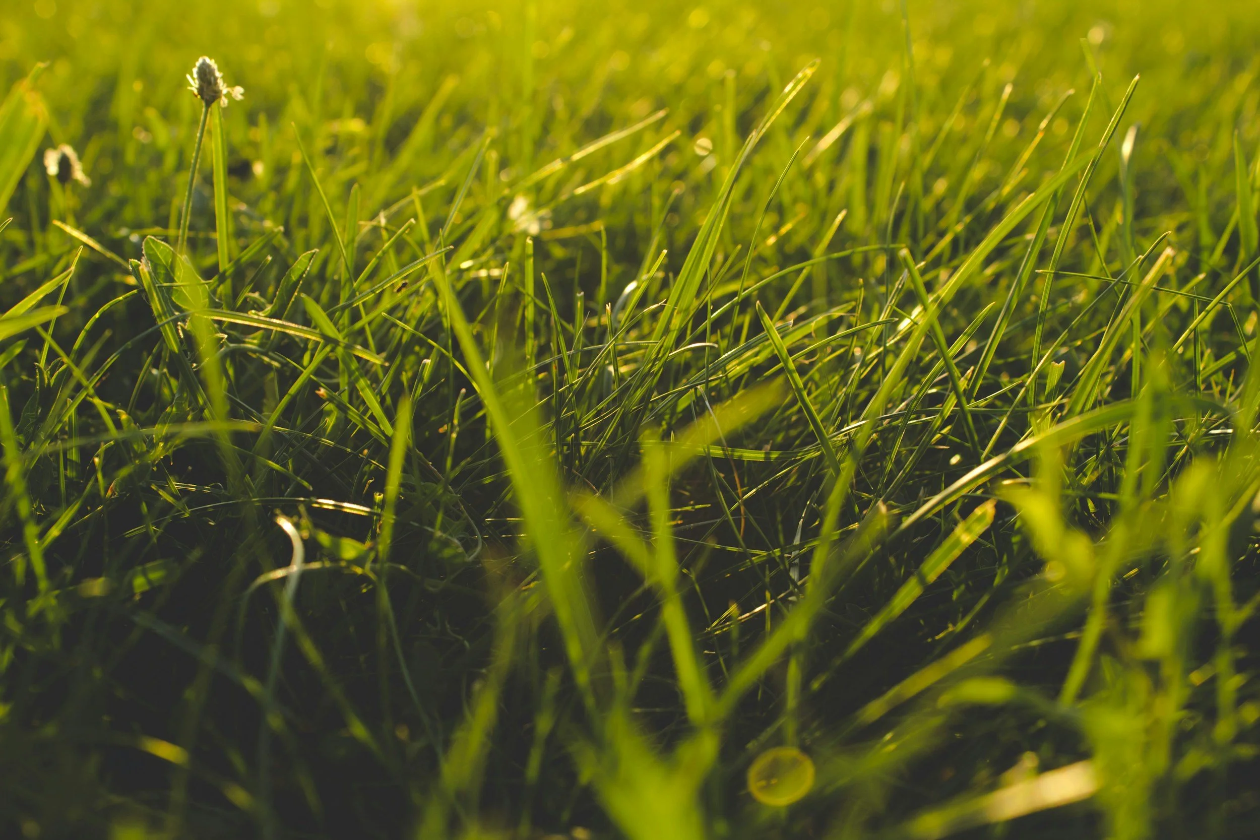 How Much Does Lawn Care Cost In Louisville, Kentucky?