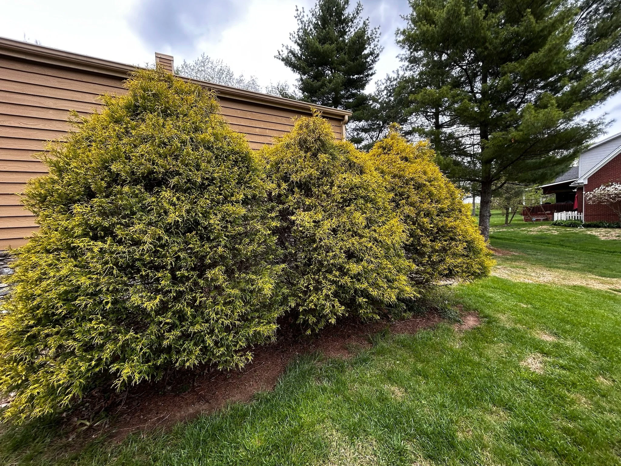 A large, dense shrub with lush green foliage in front of a house with beige siding, and tall pine trees in the background on a cloudy day.