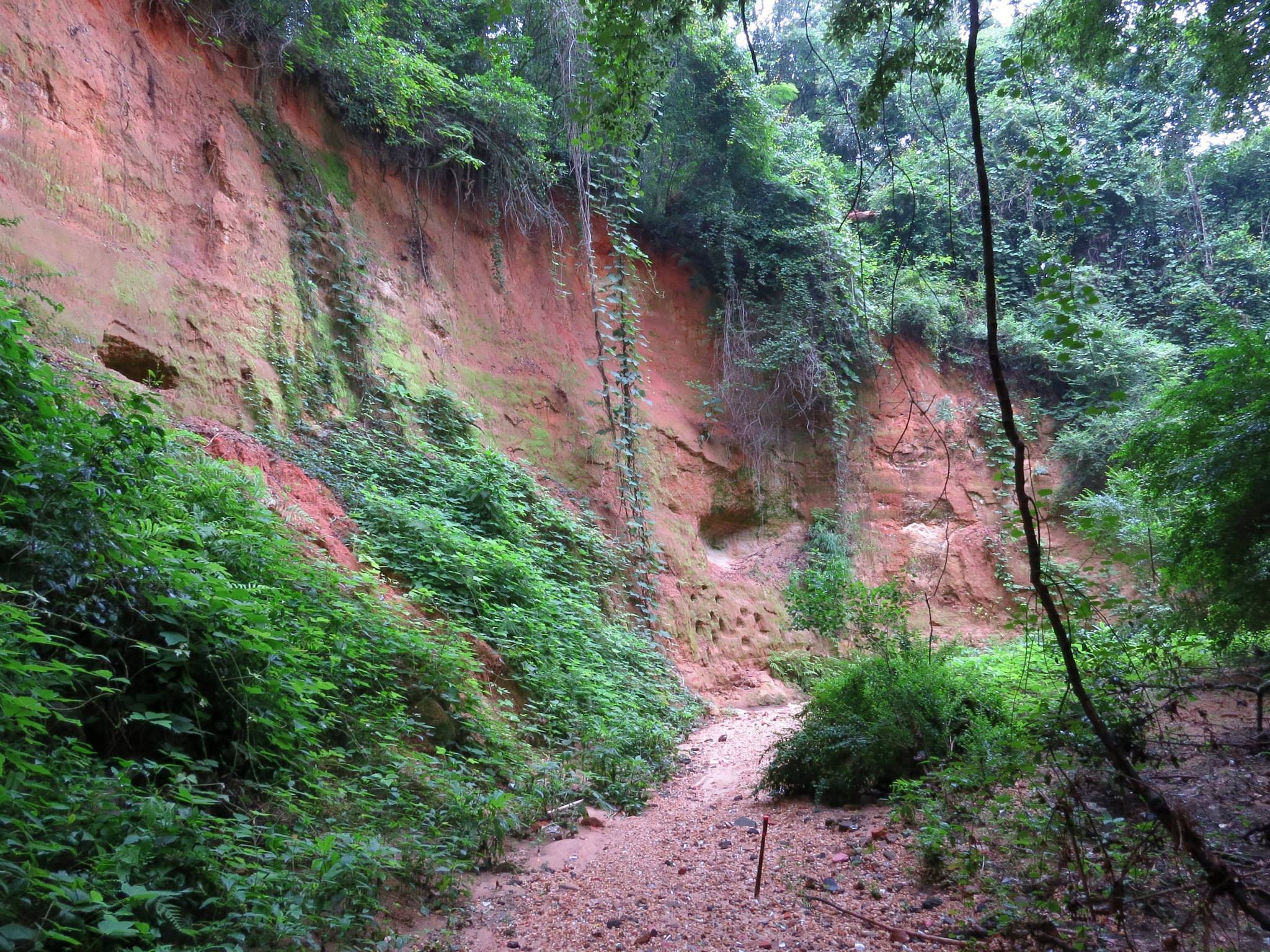 A narrow dirt trail winding through a lush green forest with a red clay cliff in the background.