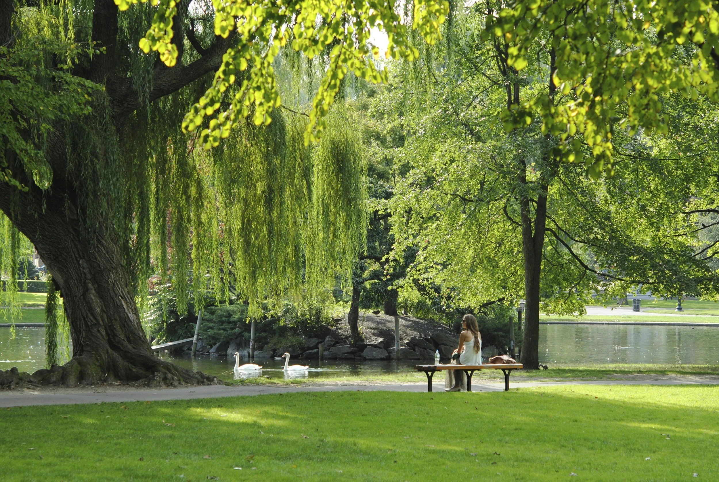 A woman sitting on a bench near a lake in a park with trees and swans swimming in the water.