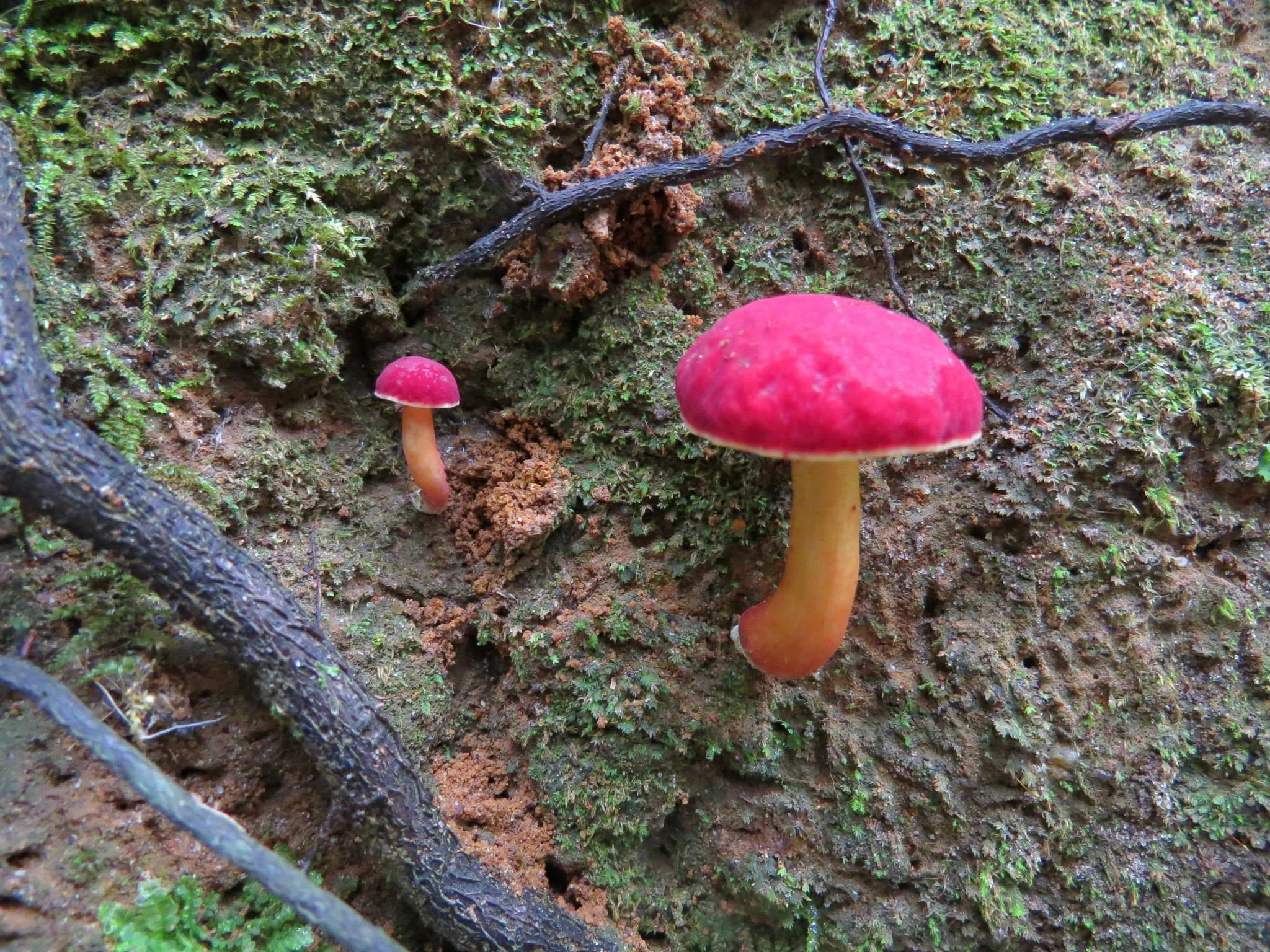 Two pink mushrooms growing on a mossy and earthy forest floor with small twigs.