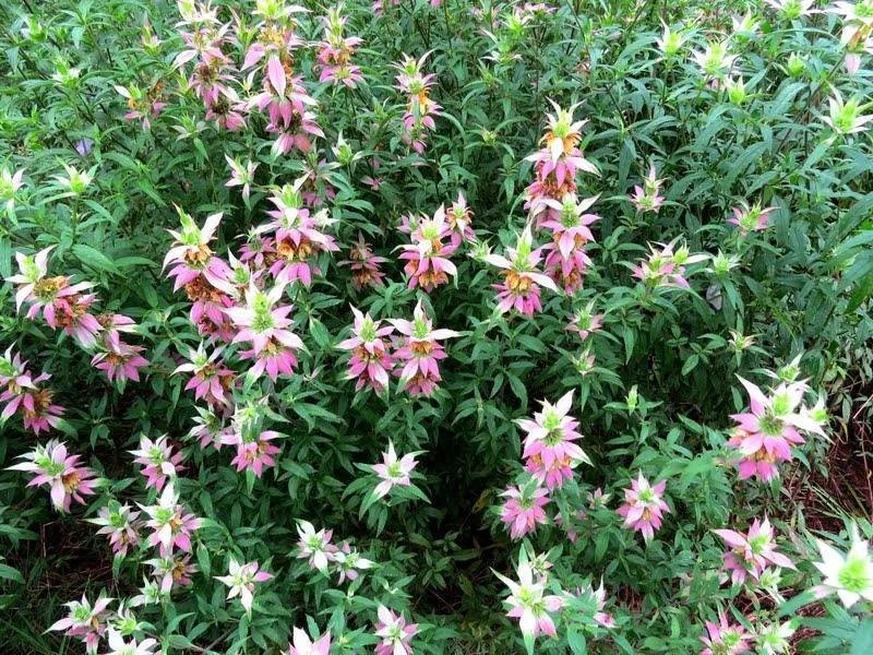 A garden filled with pink and white flowers surrounded by green leaves.