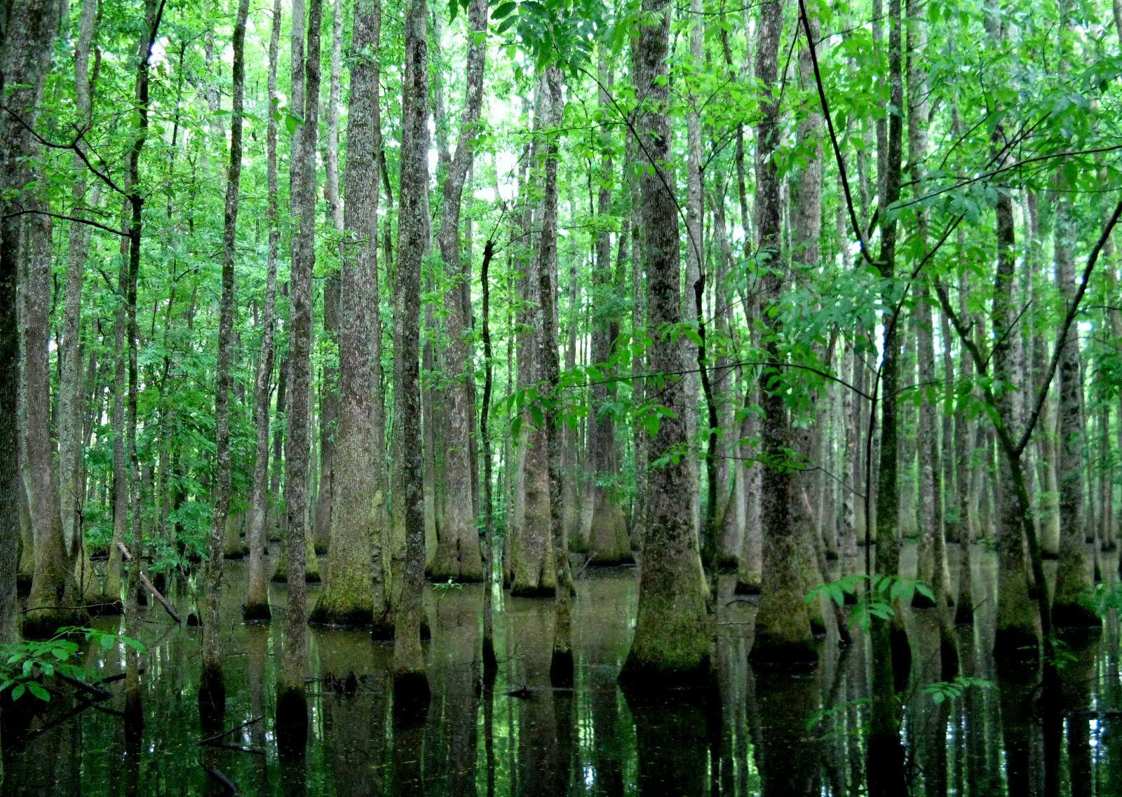 A swamp forest with tall tupelo and cypress trees partially submerged in water, with lush green foliage and reflections on the water surface.