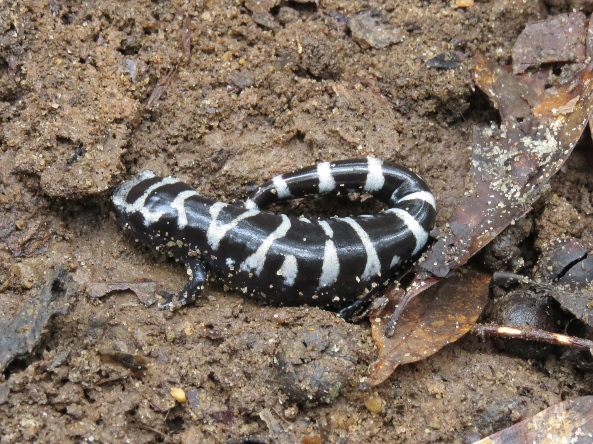 A black salamander with white spots and stripes on the dirt ground among Brown leaves.