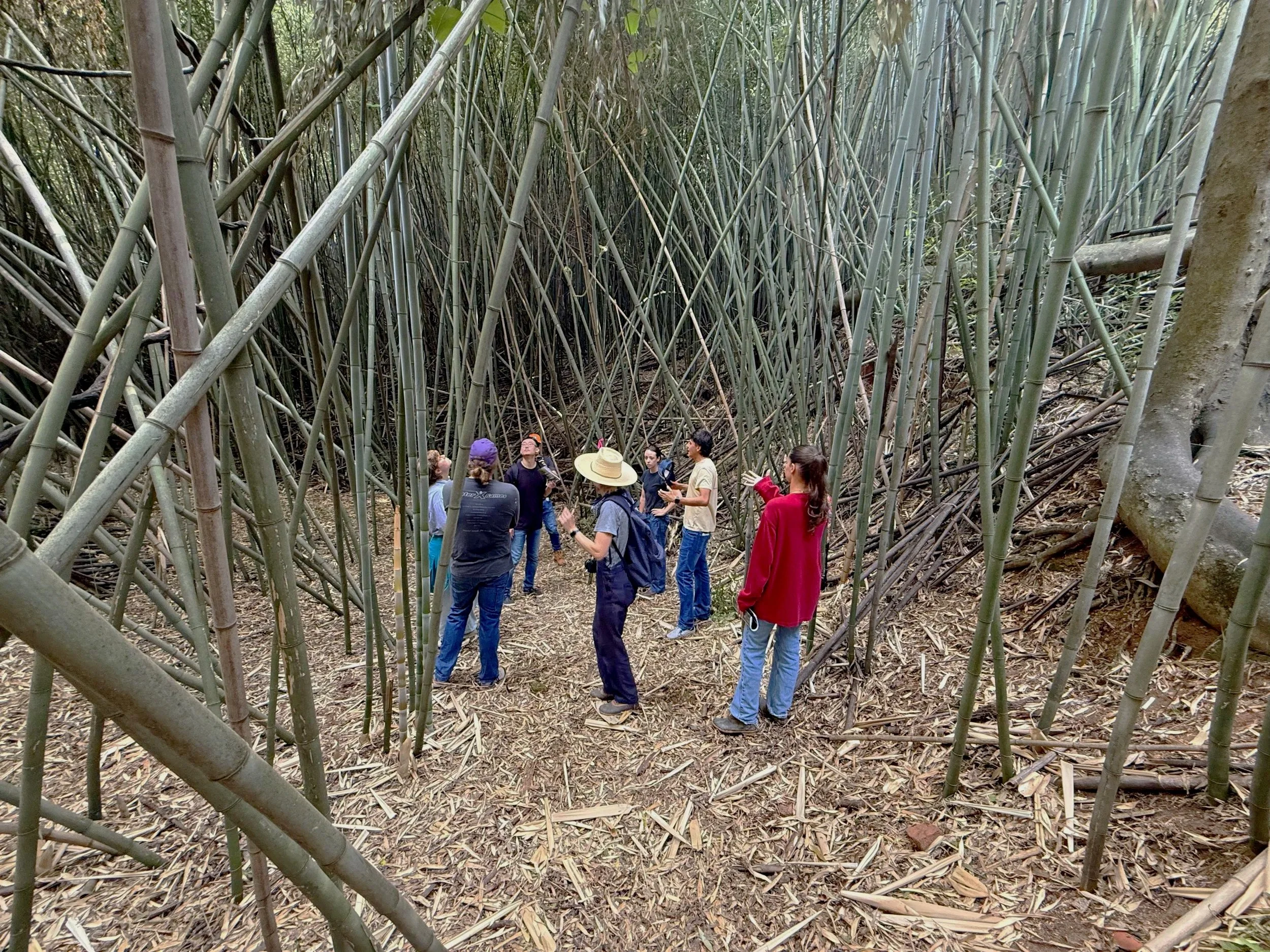 A group of people standing and talking inside a dense bamboo forest. Auburn Landscape Architecture student studying the Cypress Nature Preserve.