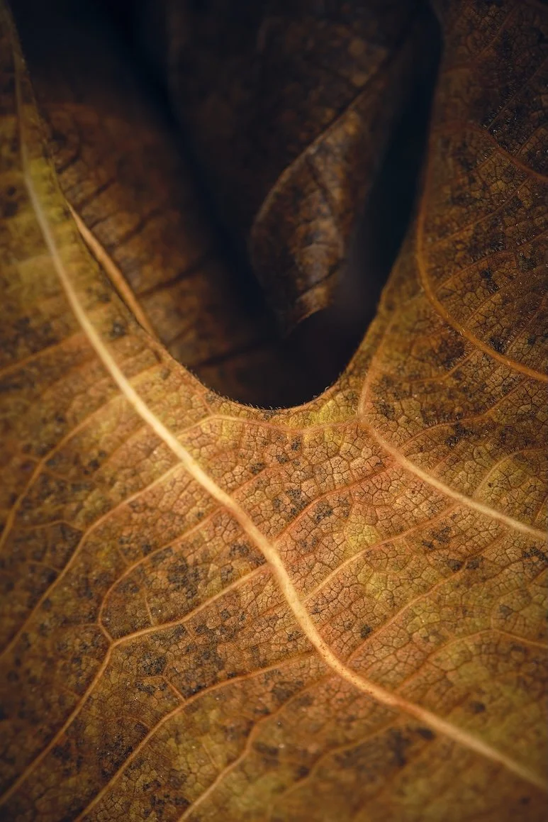 _DSF2864-CaptureOne-RGB98.jpg