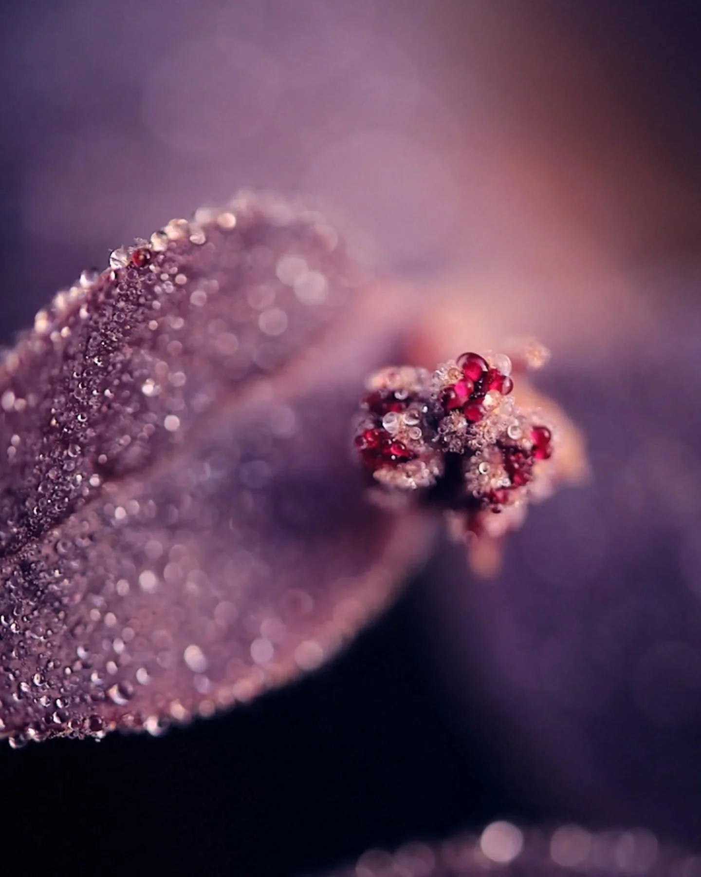 📸 Envie d'habiller un mur ? Tirage sur papier d'art de qualit&eacute; mus&eacute;e disponible sur demande... 😉
.
.
.
.
.
.
#focalise #macrophotography #ros&eacute; #impression #tiragephoto #decomaison #tiragedart