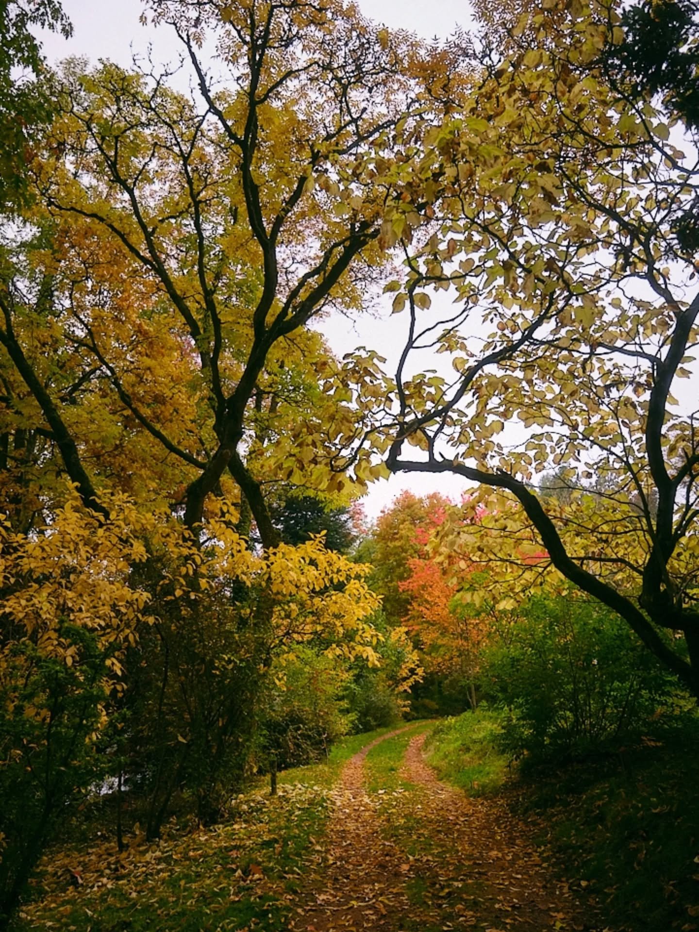 Arboretum de P&eacute;zanin 🍂🍁🌲🦢
.
.
.
.
.
#arboretumdepezanin #focalise #divineforest #autumnvibes #photographebourgogne