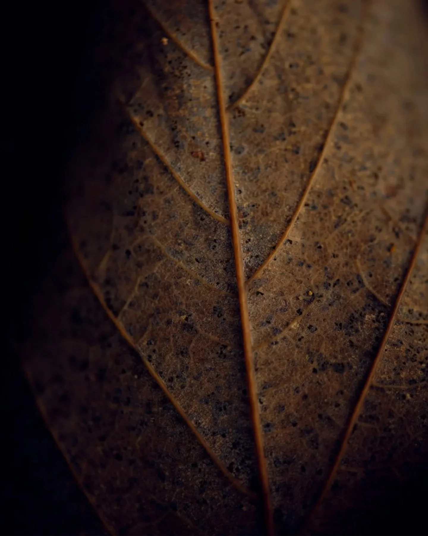 🍂🍁🪾📸
.
.
#focalise #abstractphotography #artprint #macrophotography #autumn #forestphotography #forestlovers