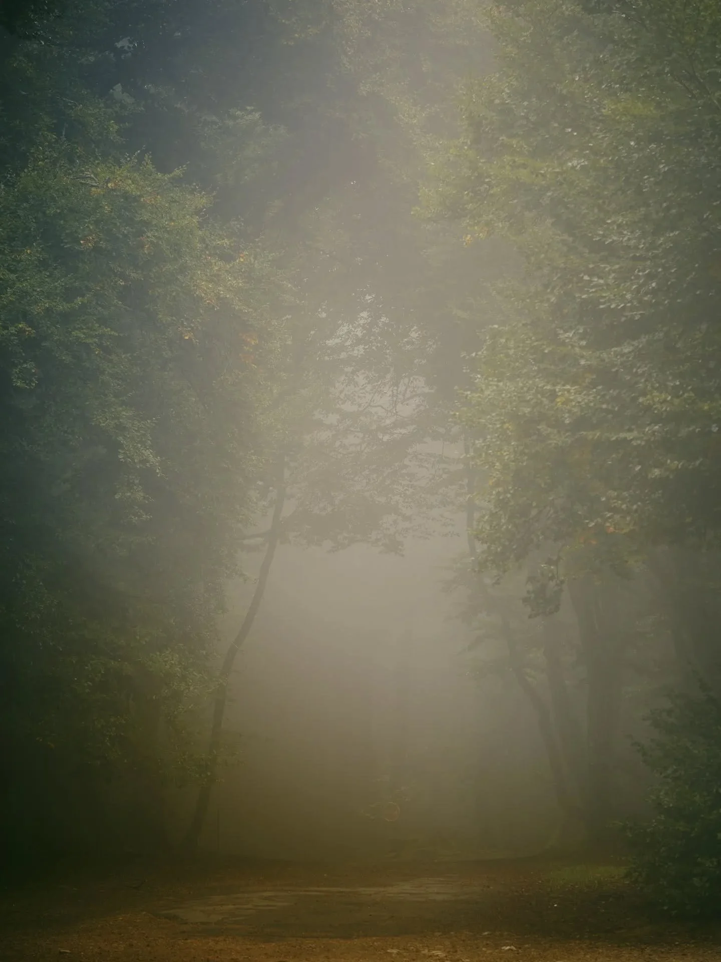Des voies &agrave; explorer...
.
.
.
#focalise #outdoors #mysticnature #exploration #morvan #walk #fog