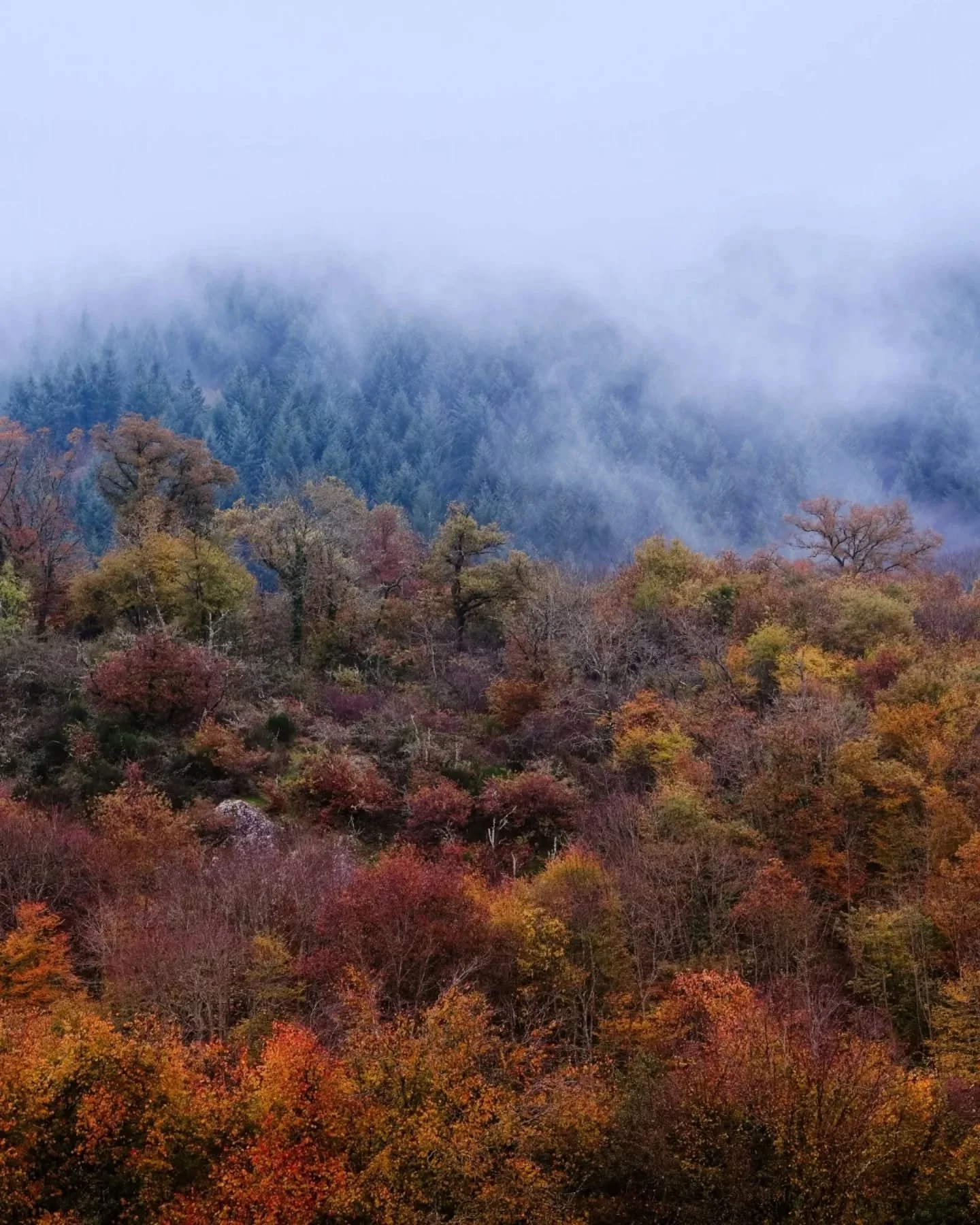 🍁🍂🪾
.
.
.
.
.
.
#focalise #autumncolors🍁 #morvan #parcnatureldumorvan #parcnaturelregionaldumorvan #naturelovers #outdoorslife #mysticalforest