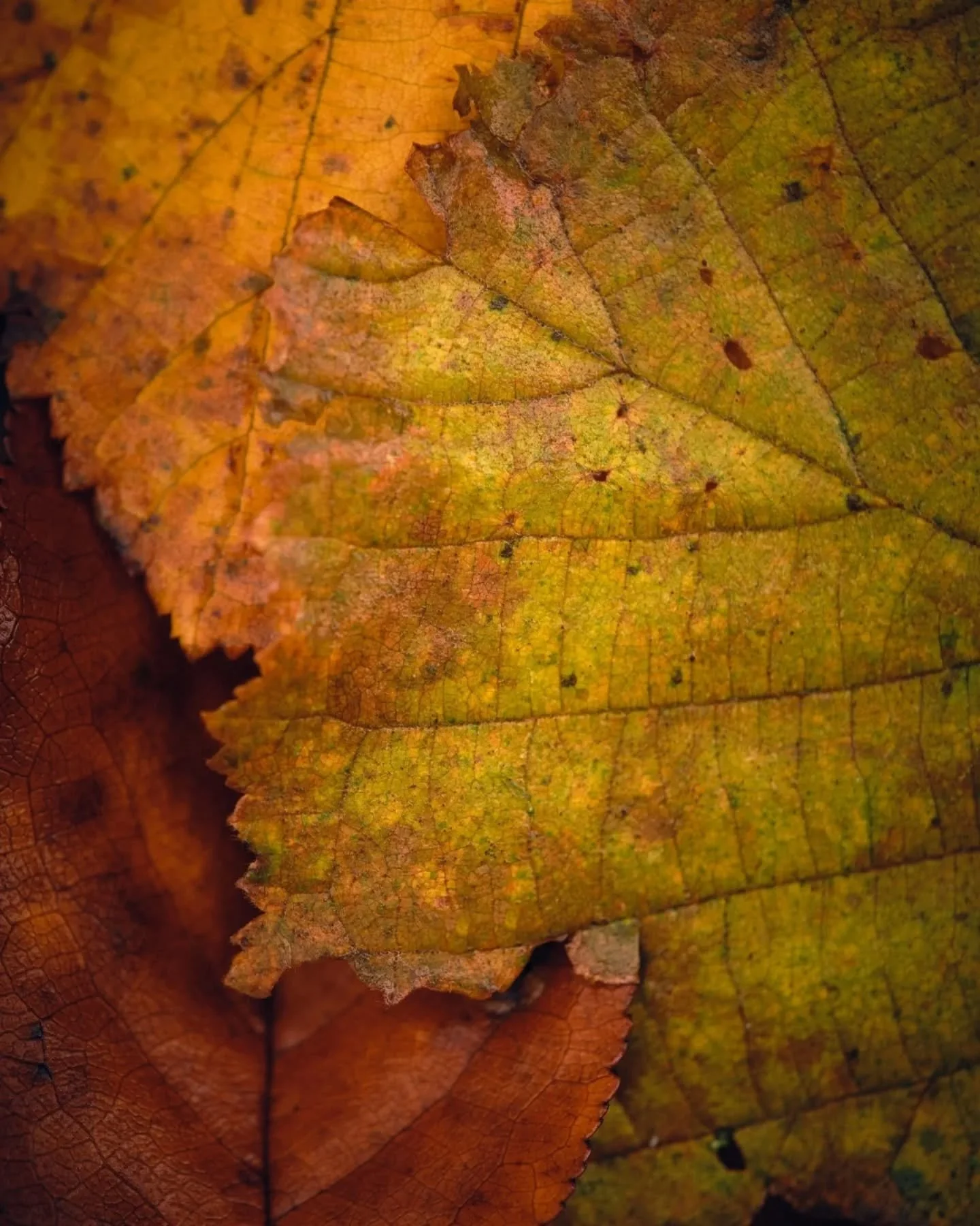 Les derniers vestiges 🍂🍁🪾
Tirages disponibles ⬇️
www.focalise.art/tirages 
.
.
.
.
.
.
#focalise ##mysticalforest #couleursdautomne #artprint #graphicdesign #fineartphotography #naturecloseup