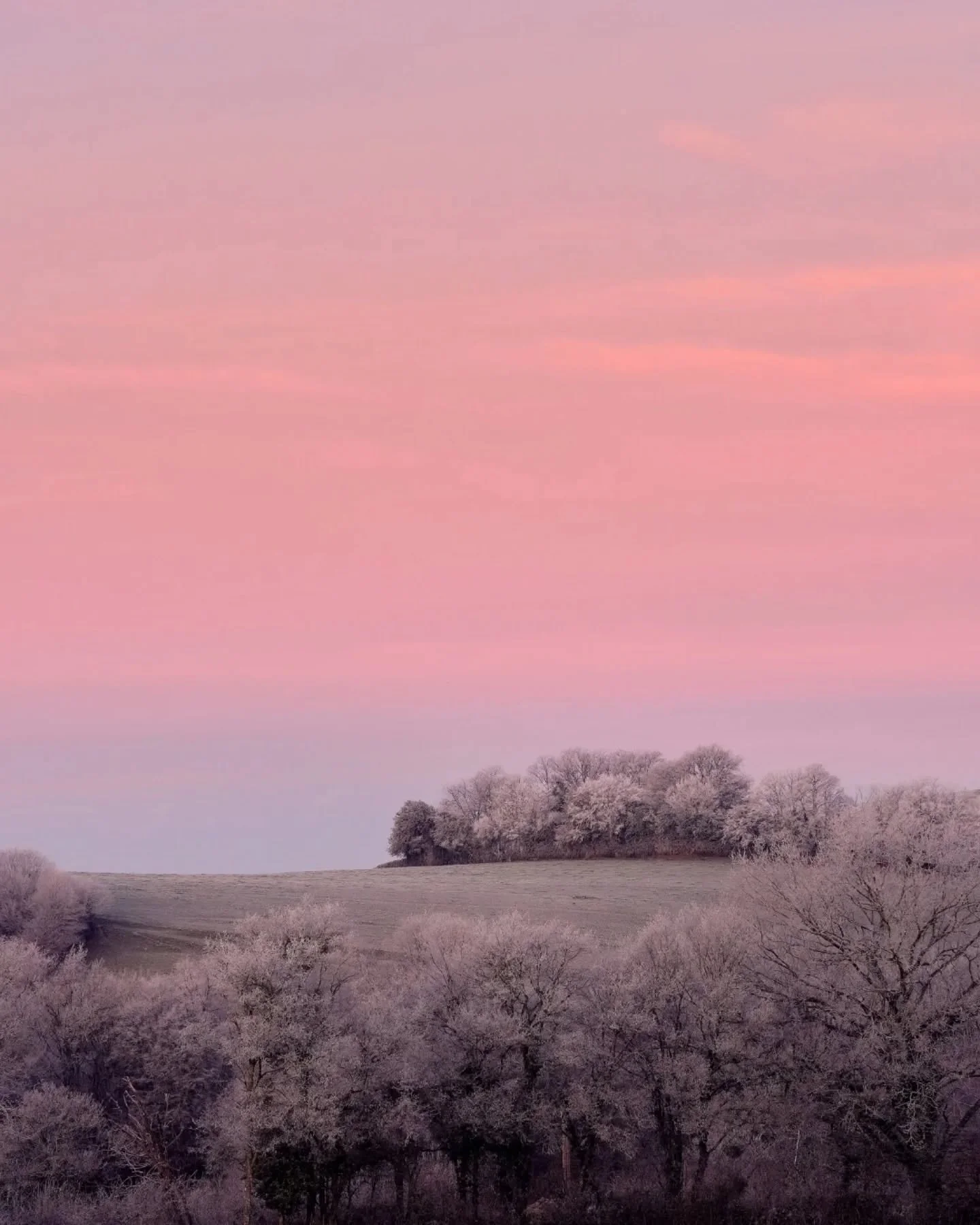 Rose givr&eacute; ❄️😉
.
.
.
.
.
.
.
#winterlandscape #frozen❄️ #frenchlandscape #pinkaesthetic #parcnaturelregionaldumorvan