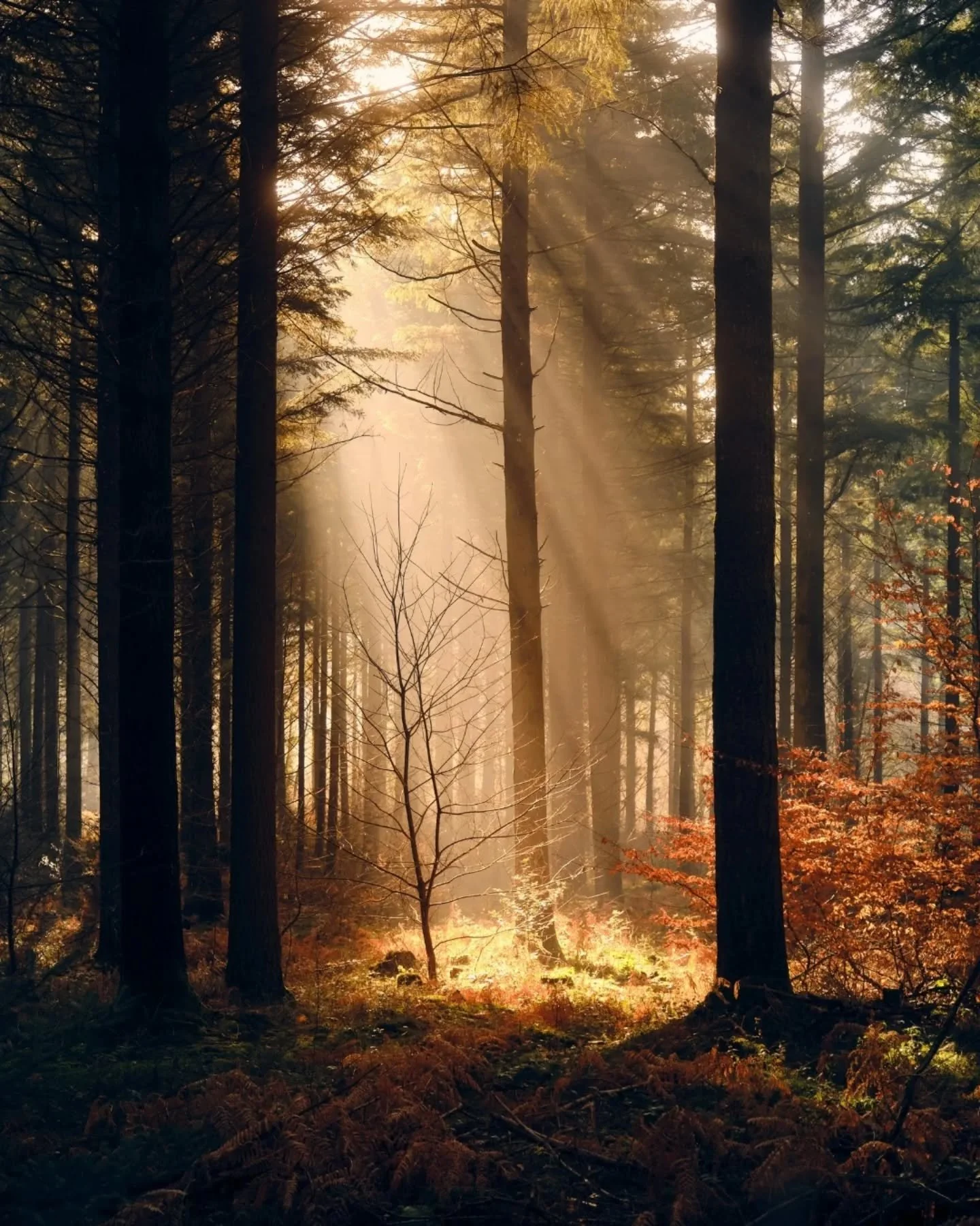 La lumi&egrave;re mystique du Morvan 🌟🌲
.
.
.
.
.
.
#parcnatureldumorvan #mysticalforest #naturetherapy #outdoorslife #divineforest