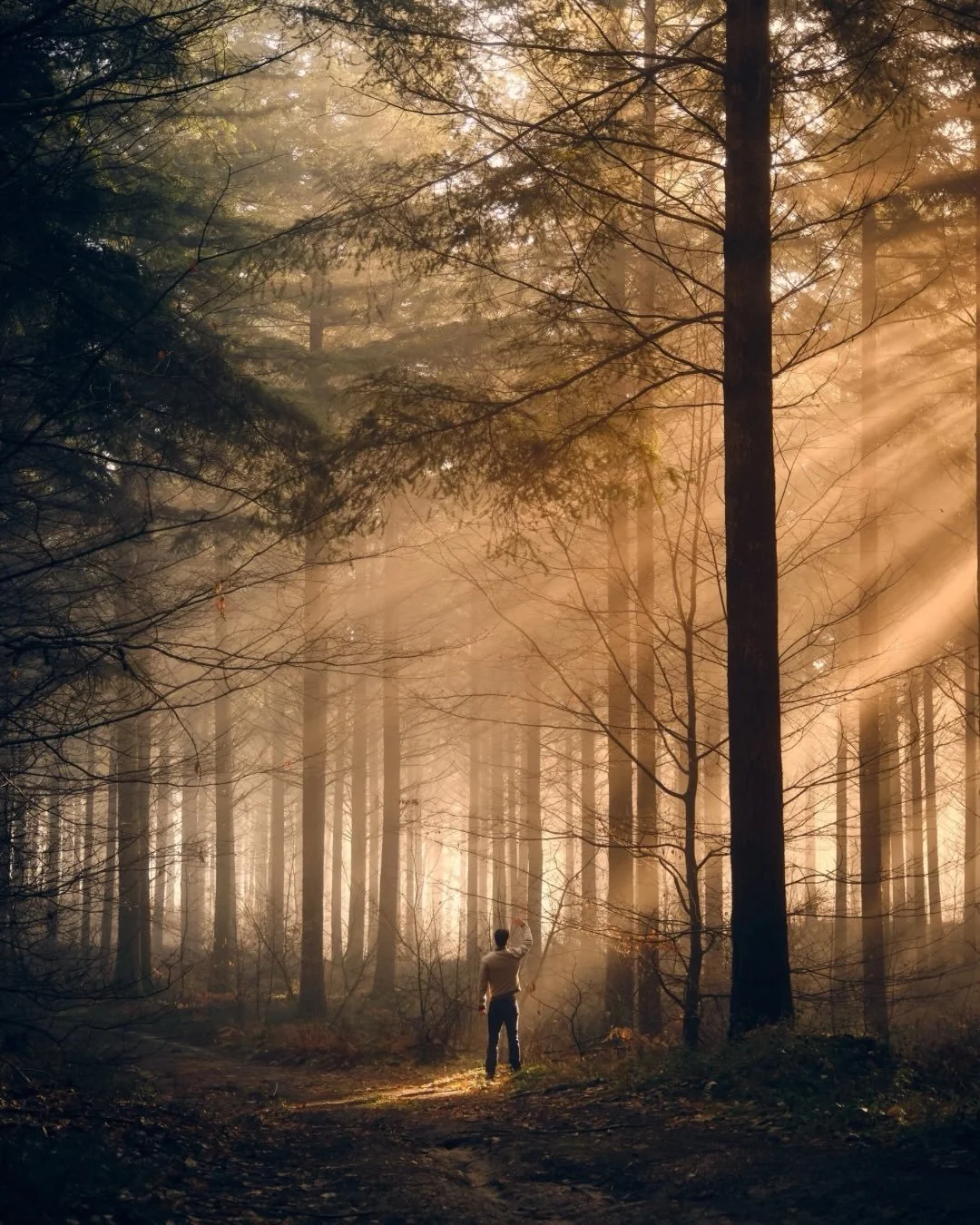 J&rsquo;ai eu beaucoup de chance ce matin l&agrave; ! Une lumi&egrave;re naturelle comme &ccedil;a, &ccedil;a n&rsquo;arrive pas tout les jours ! 🌲🍀😍

I was very lucky that morning! A natural light like that doesn&rsquo;t happen every day! 🌲🍀😍
