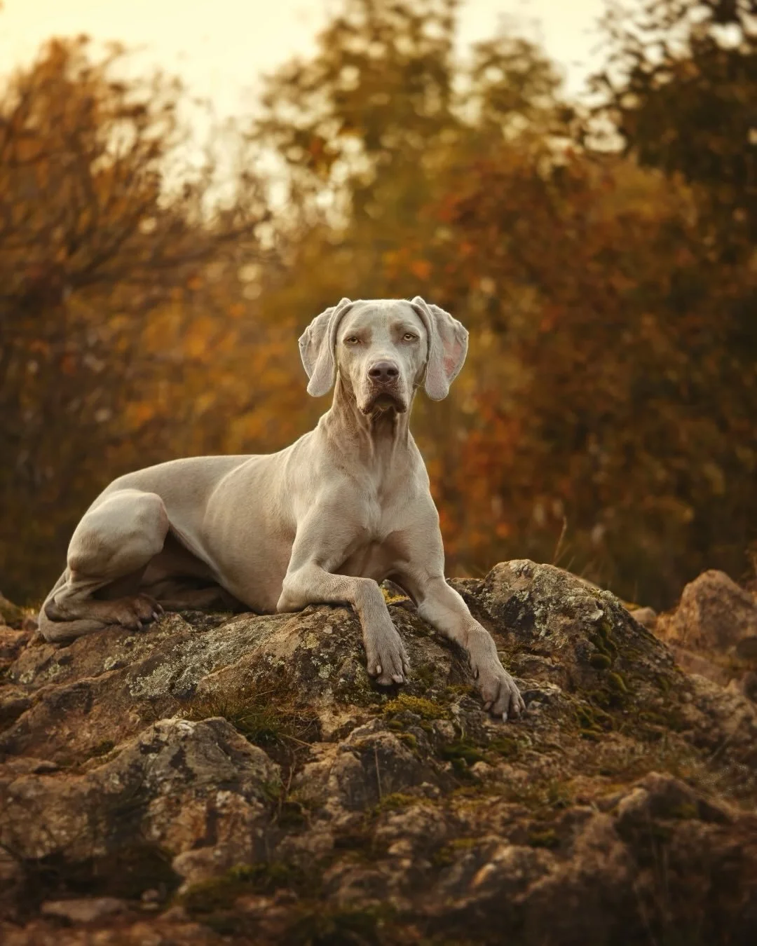Un chien ce n&rsquo;est pas seulement un animal, c&rsquo;est une pr&eacute;sence dans nos vies. Mon r&ocirc;le &agrave; travers la photo, c&rsquo;est de rendre cette pr&eacute;sence intemporelle pour qu&rsquo;elle puisse toujours vous accompagner 🐶?