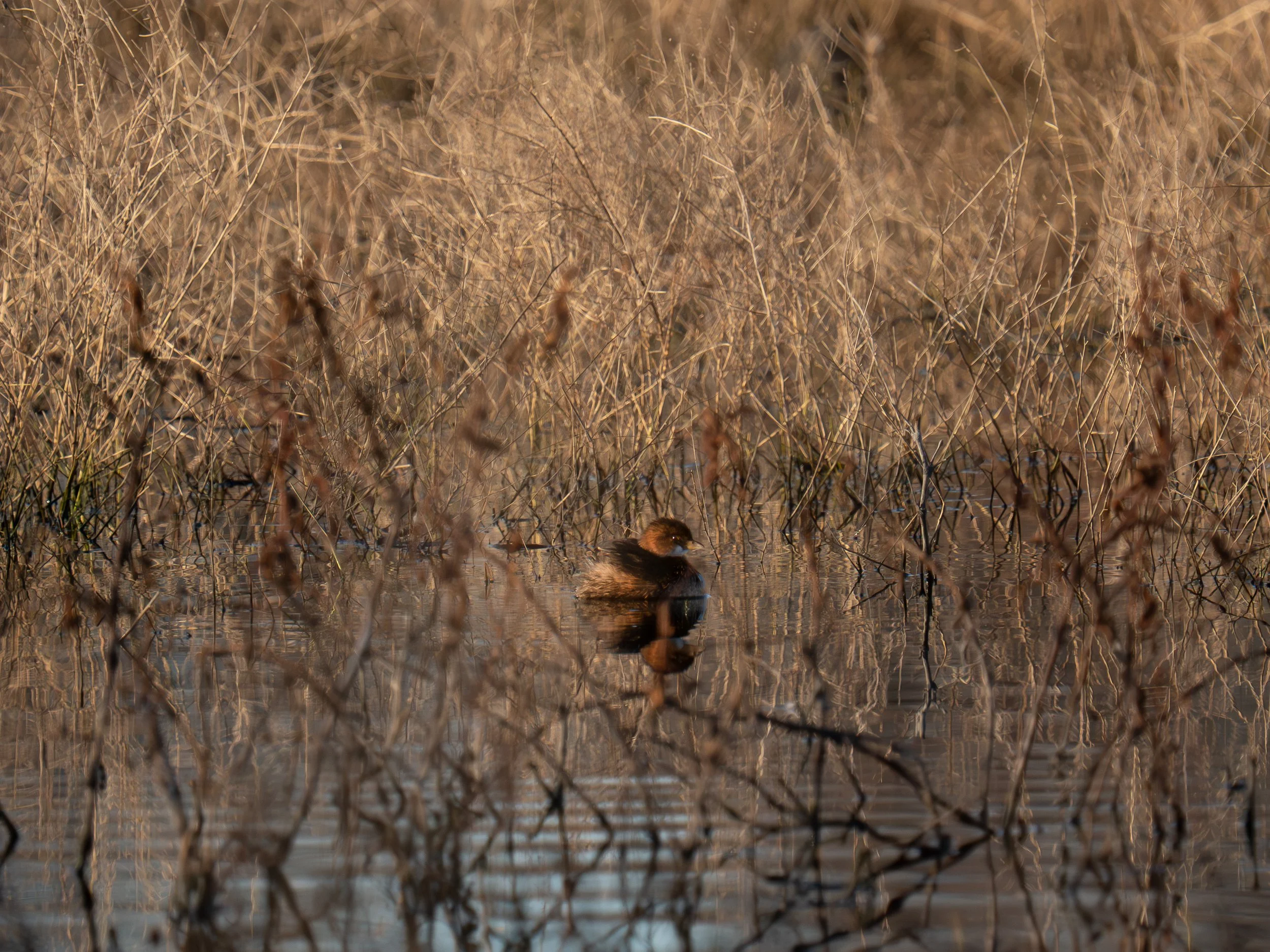 wildlife-032.jpg