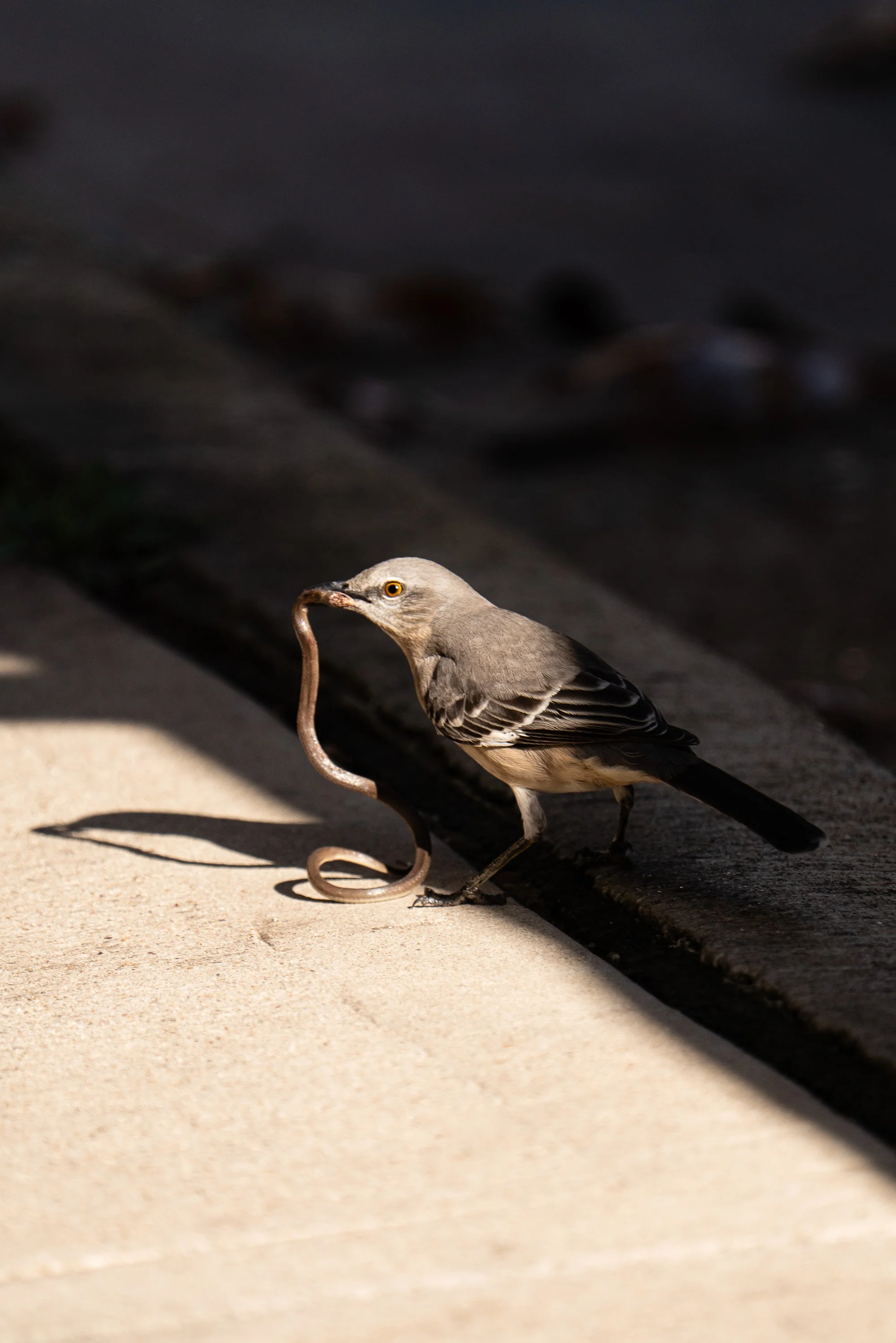 wildlife-008.jpg