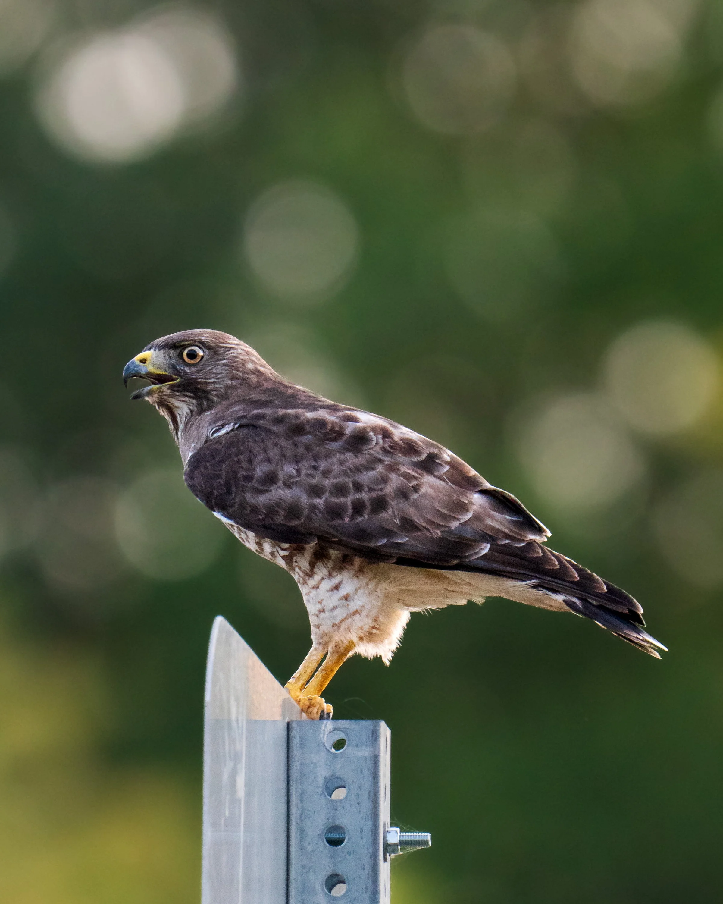 wildlife-025.jpg
