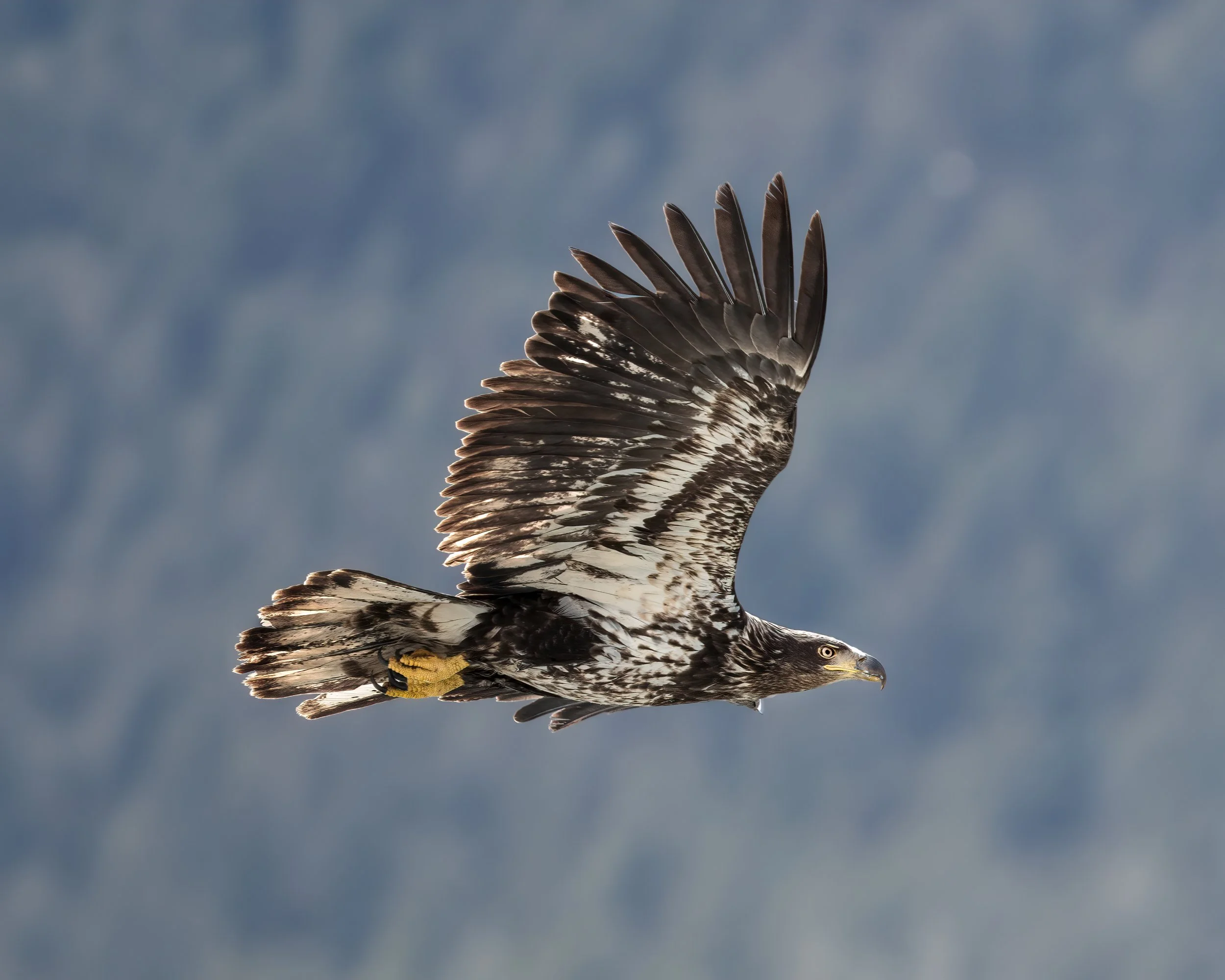 DSC02433-Edit-Edit.jpg