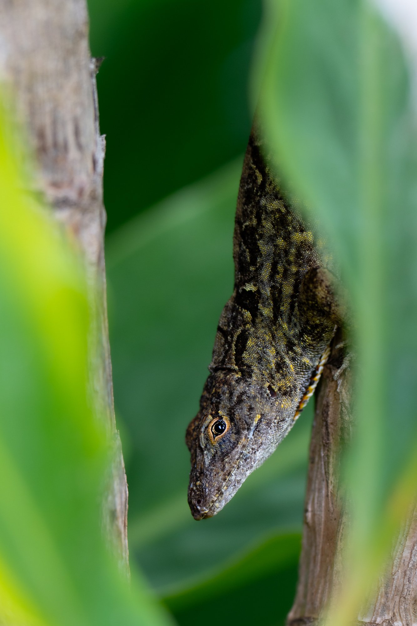 TYSON BOTELLO WILDLIFE DSC08793.JPG