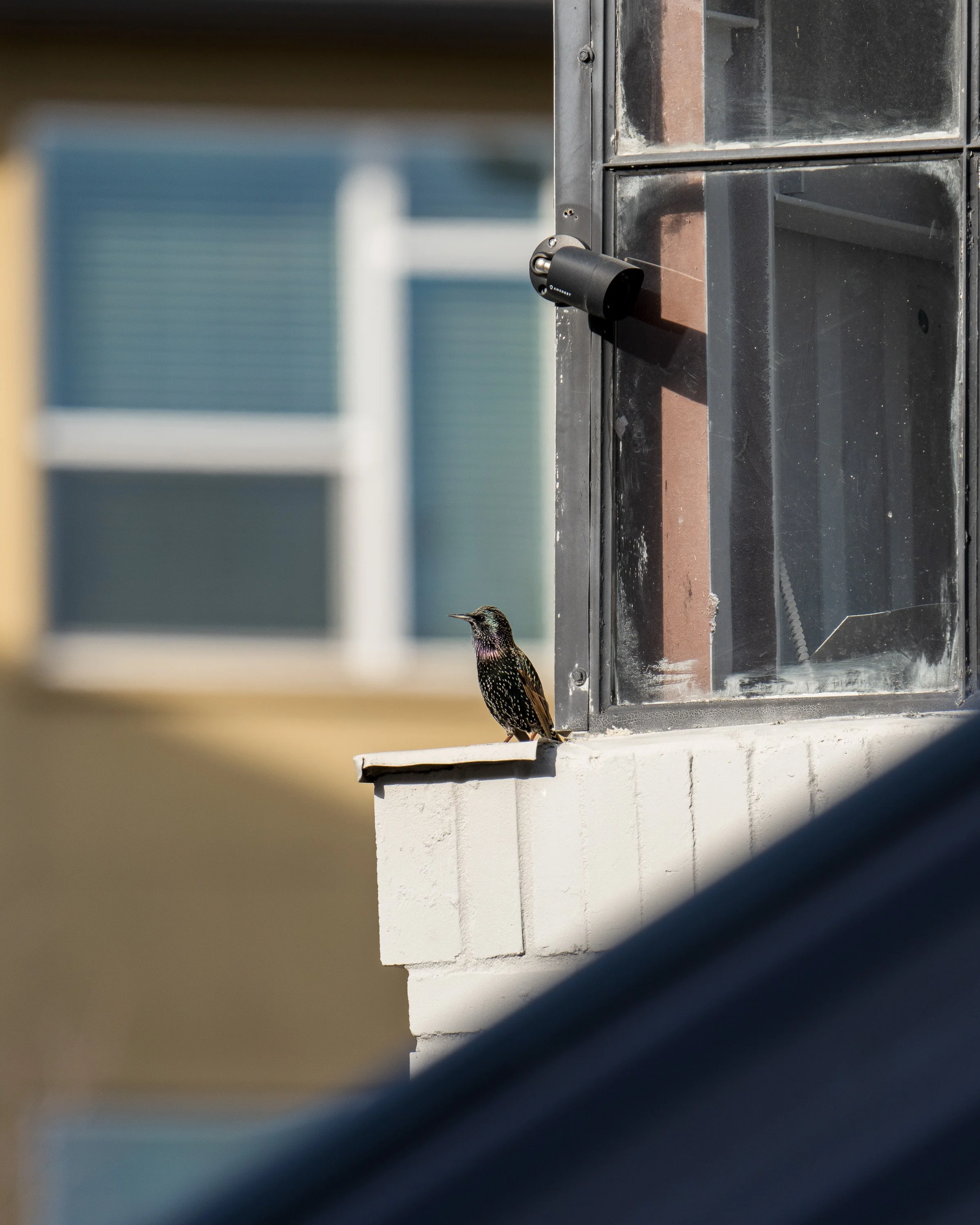wildlife-023.jpg