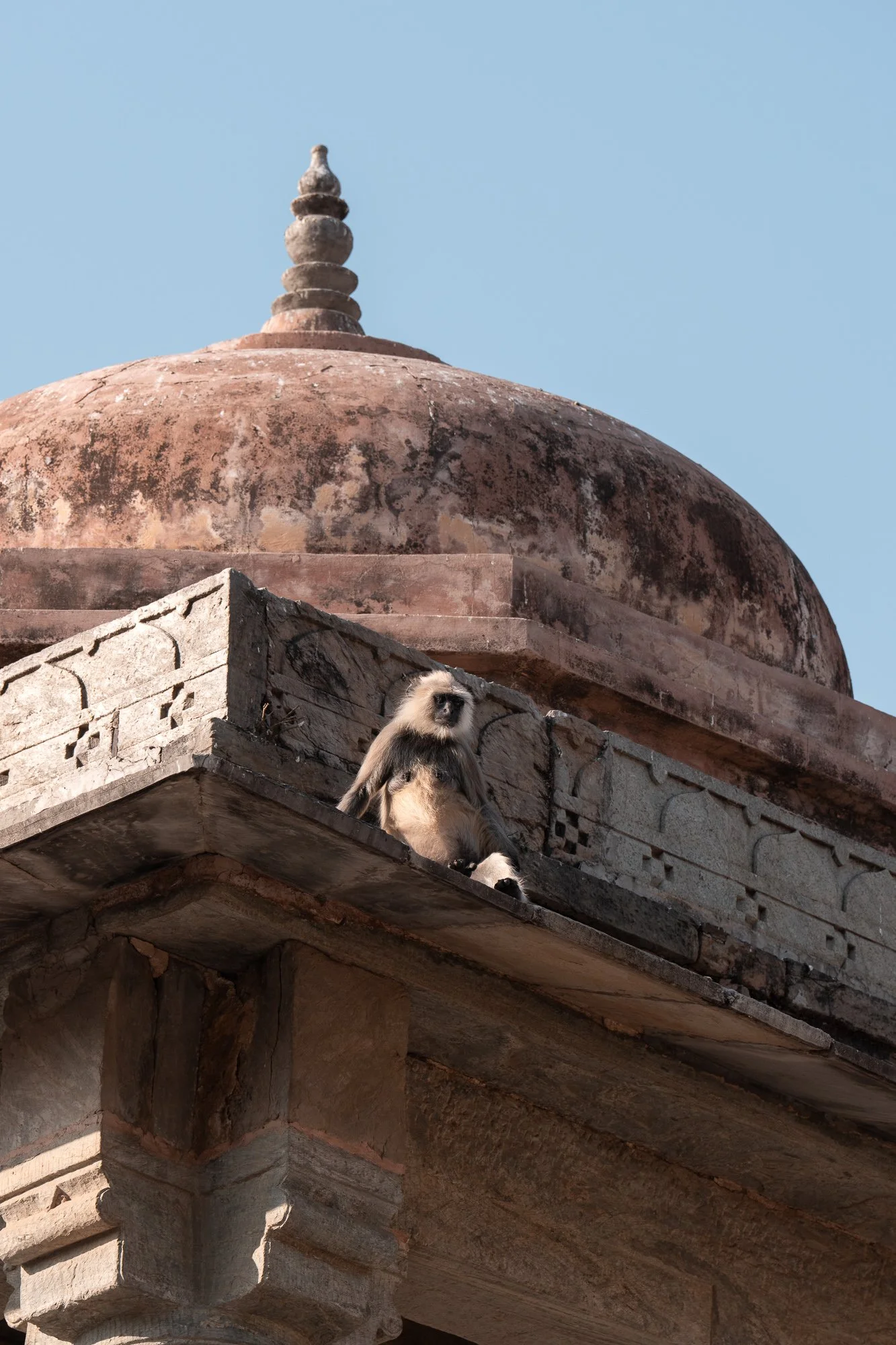TYSON BOTELLO WILDLIFE DSC06397.JPG