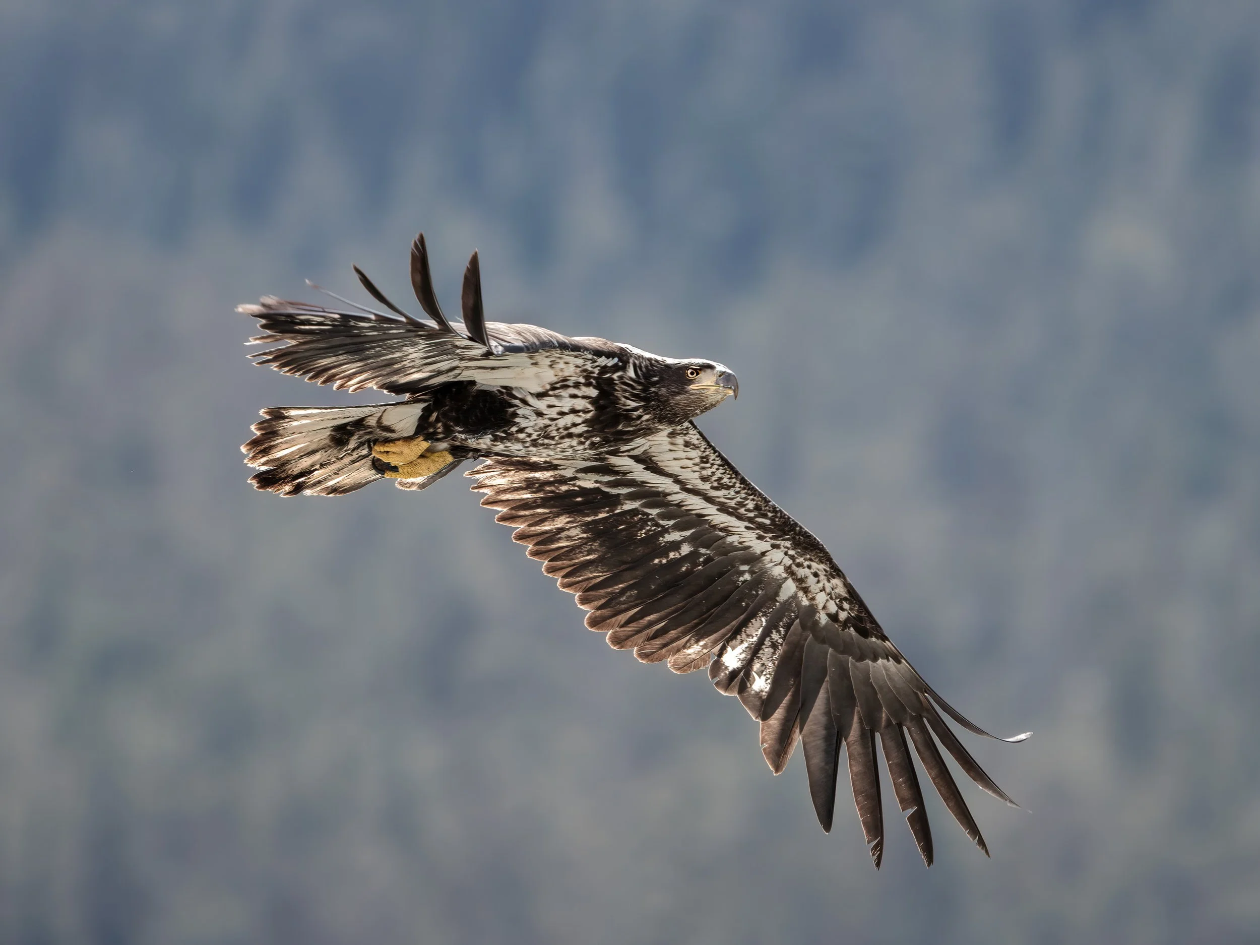wildlife-018.jpg