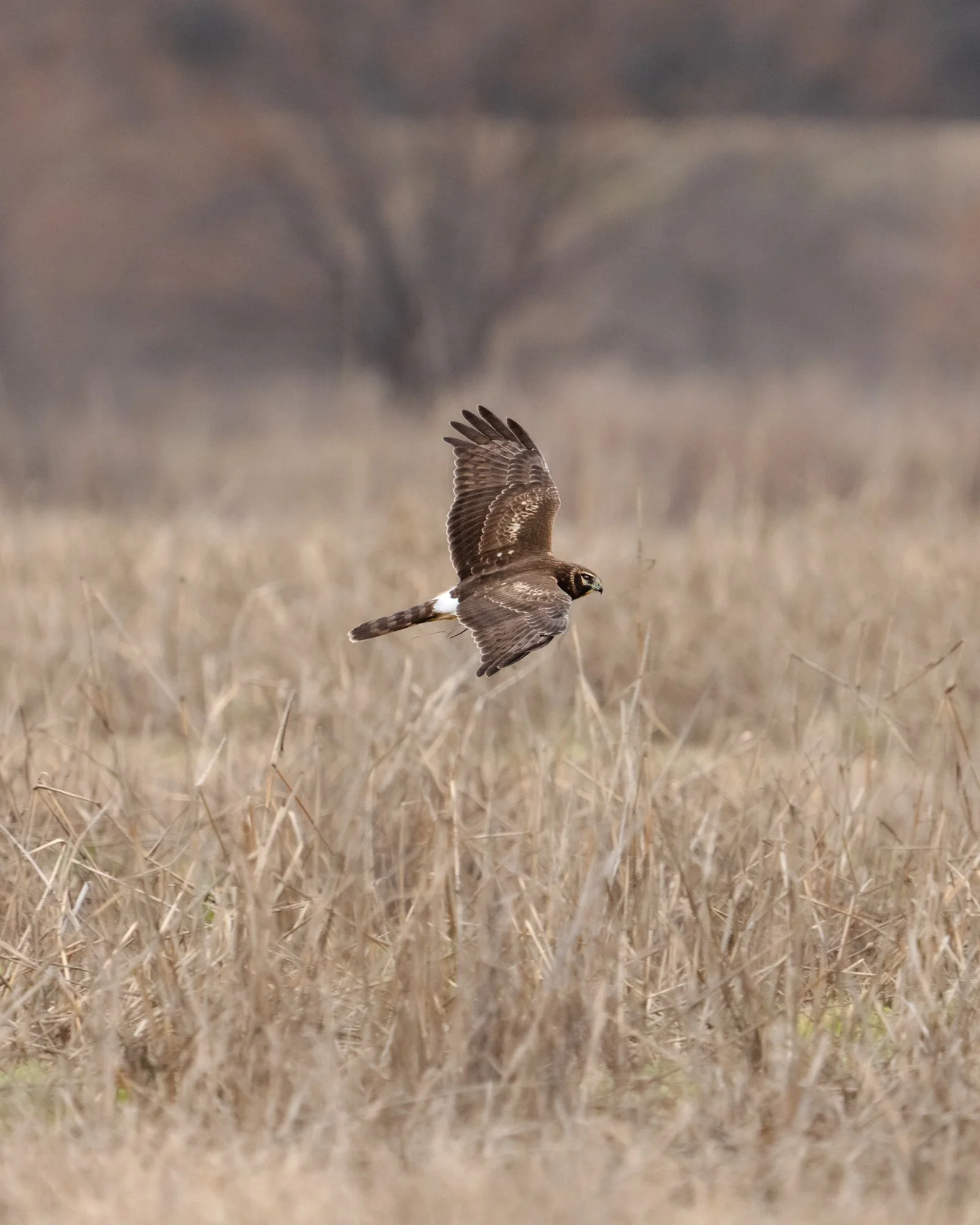 TYSON BOTELLO WILDLIFE DSC09266.JPG