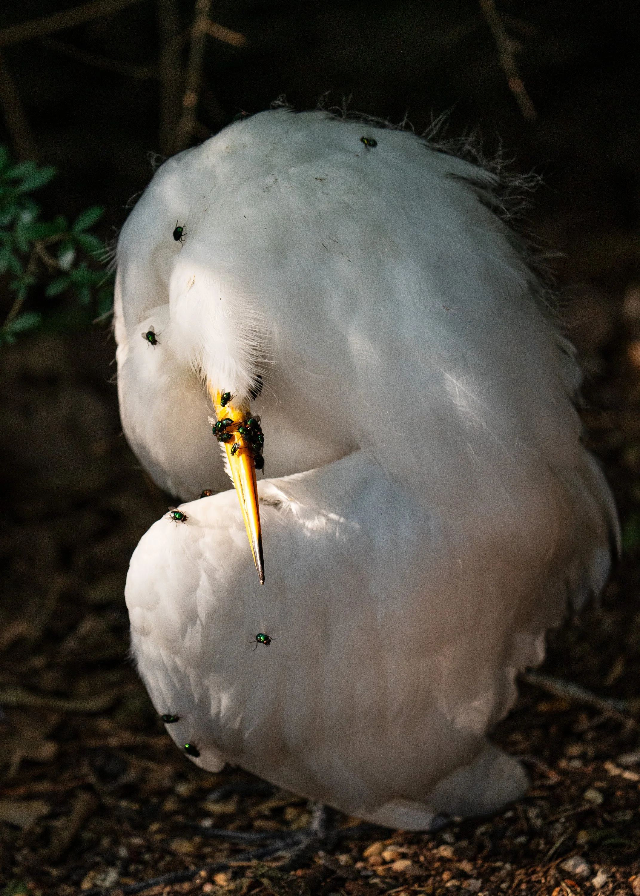 wildlife-003.jpg