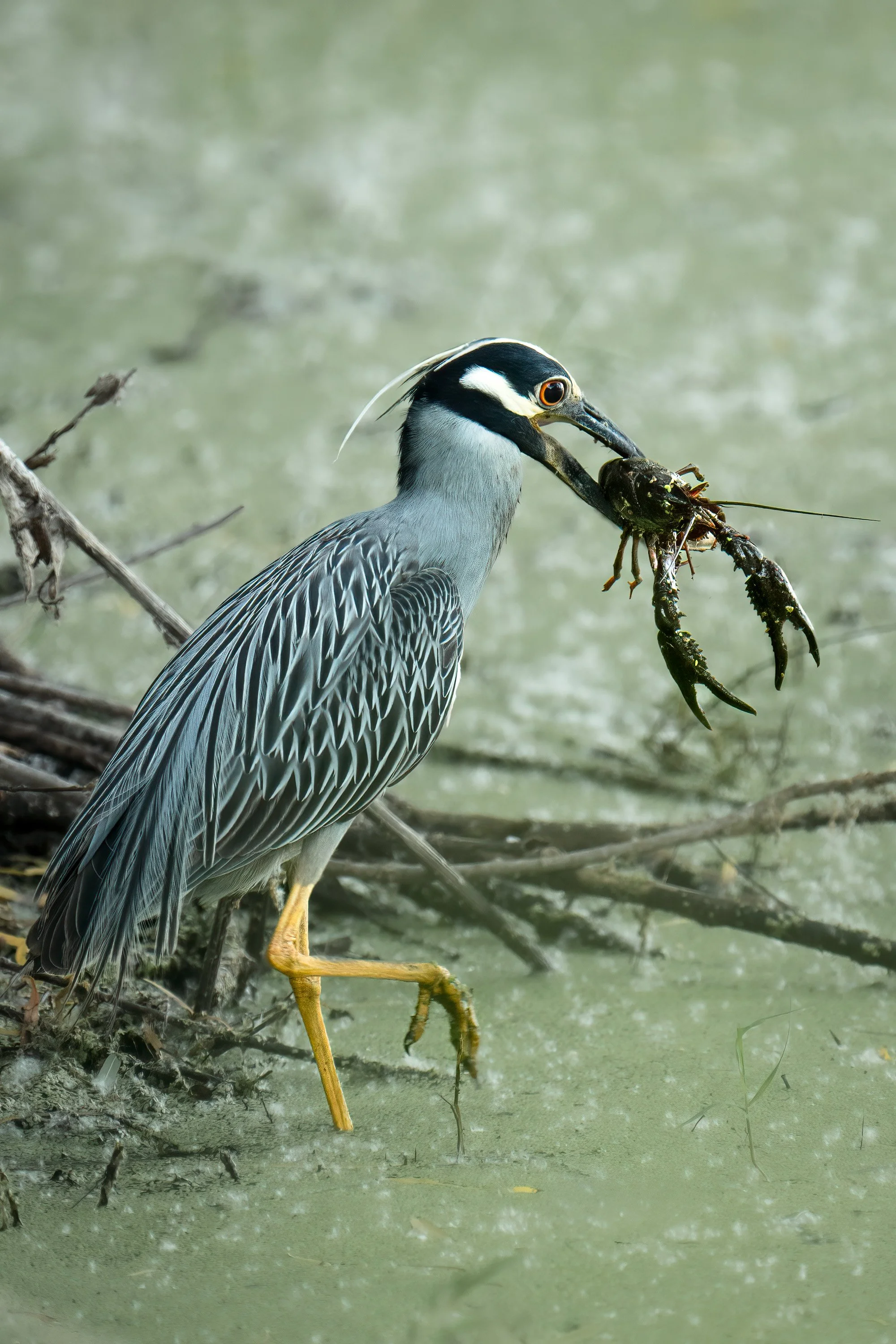 wildlife-007.jpg