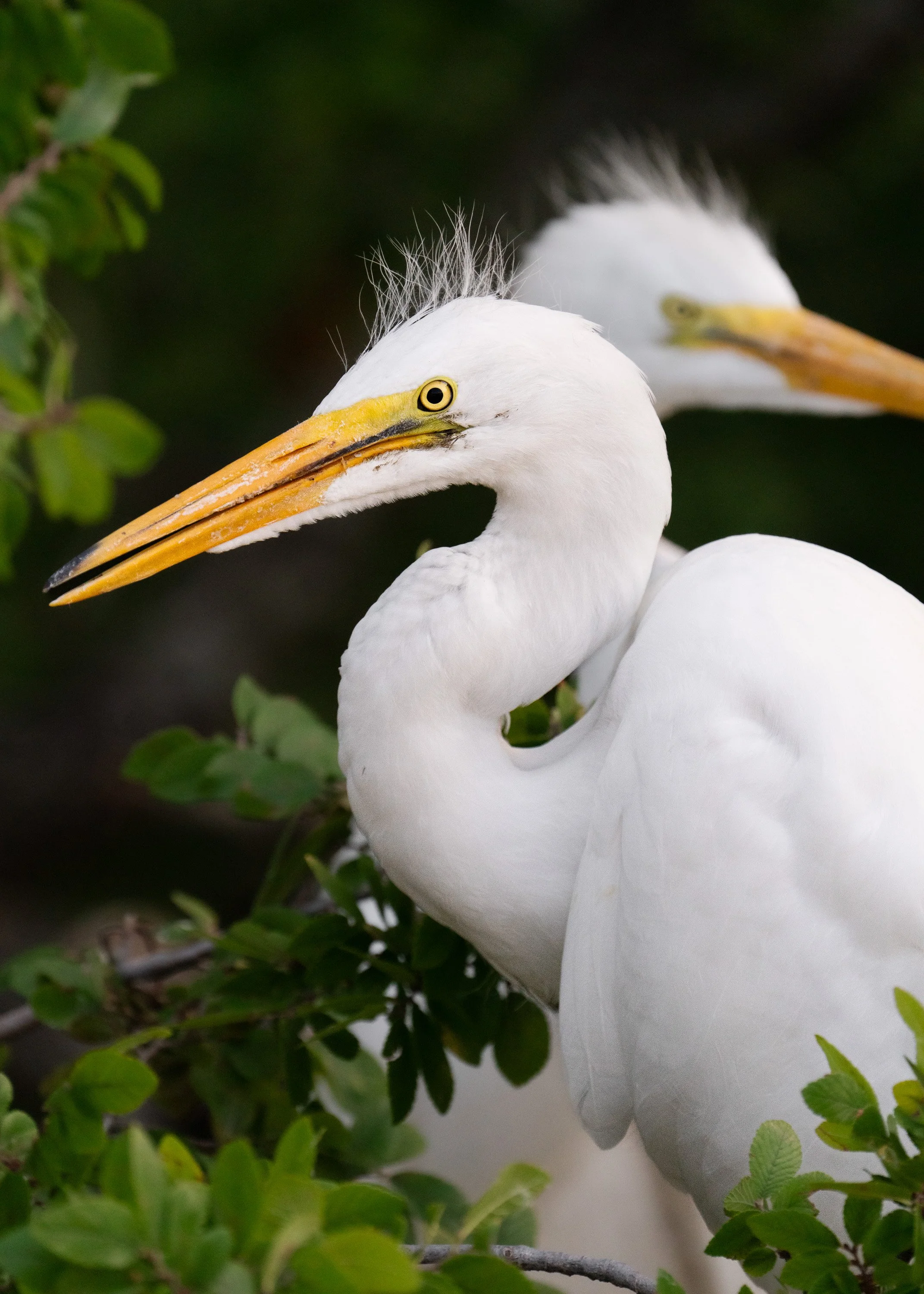 wildlife-002.jpg