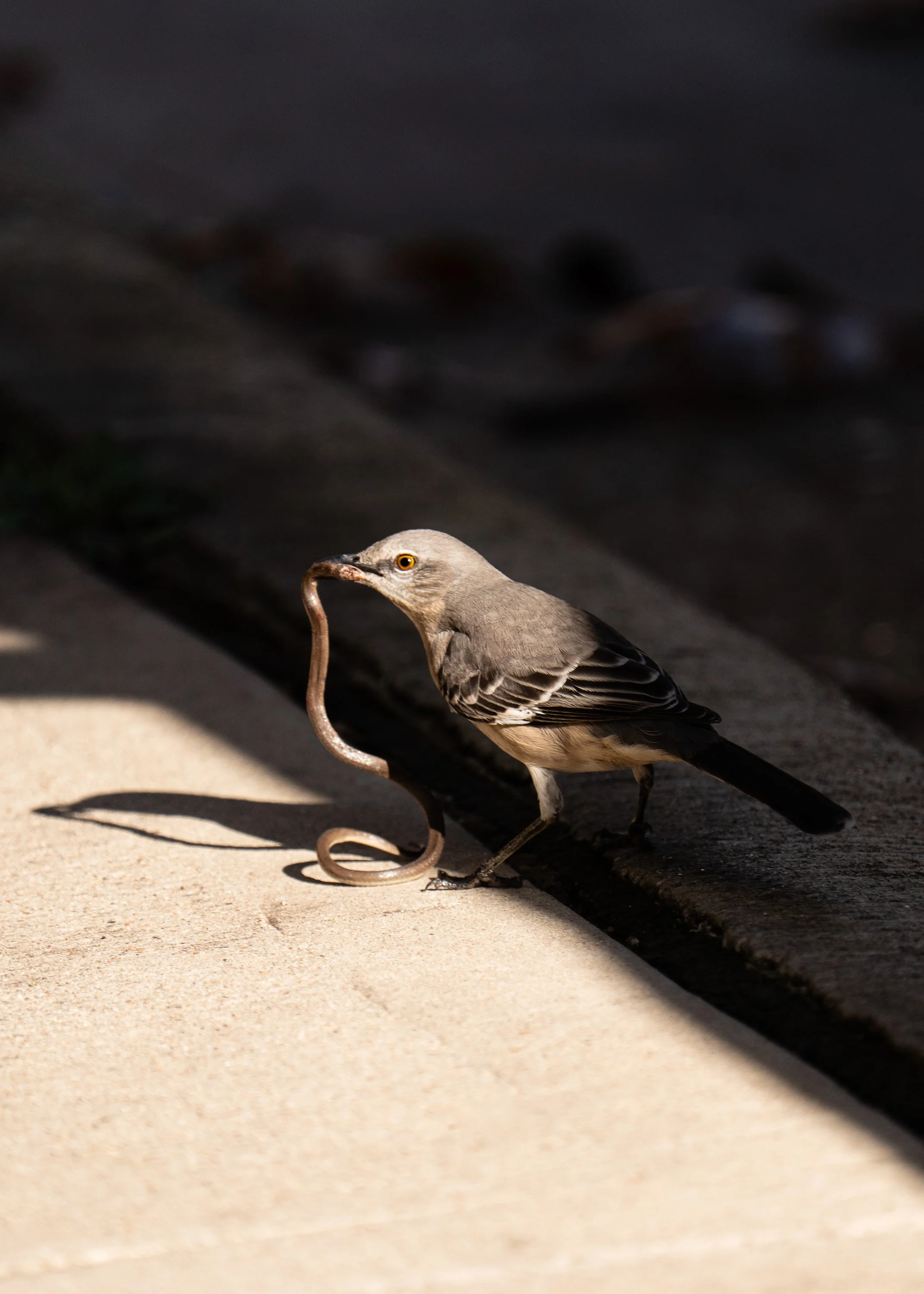 wildlife-008-1.jpg