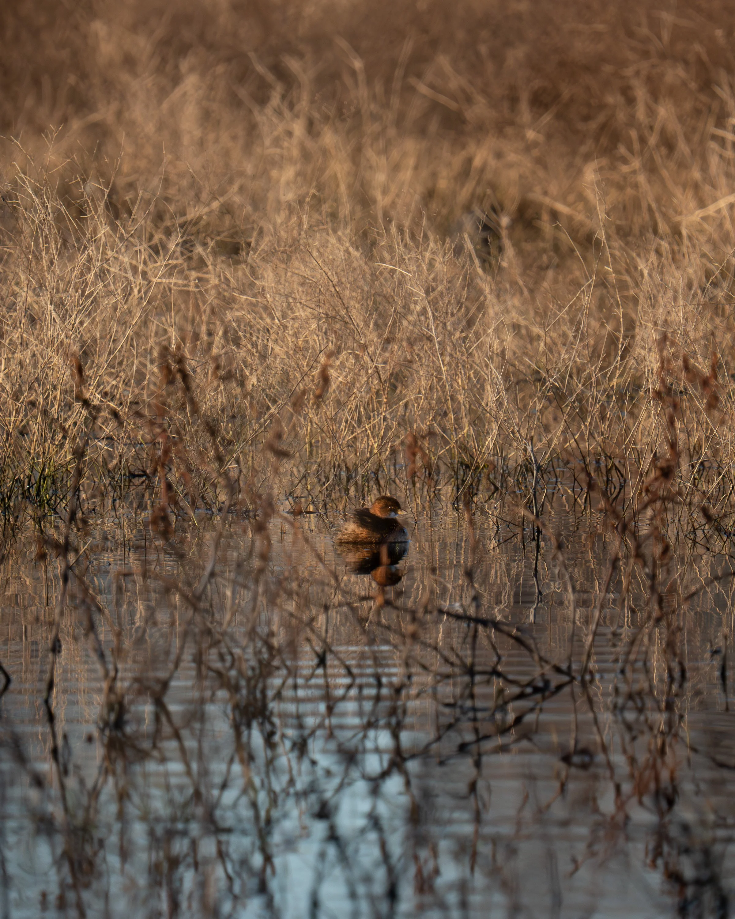 wildlife-033.jpg