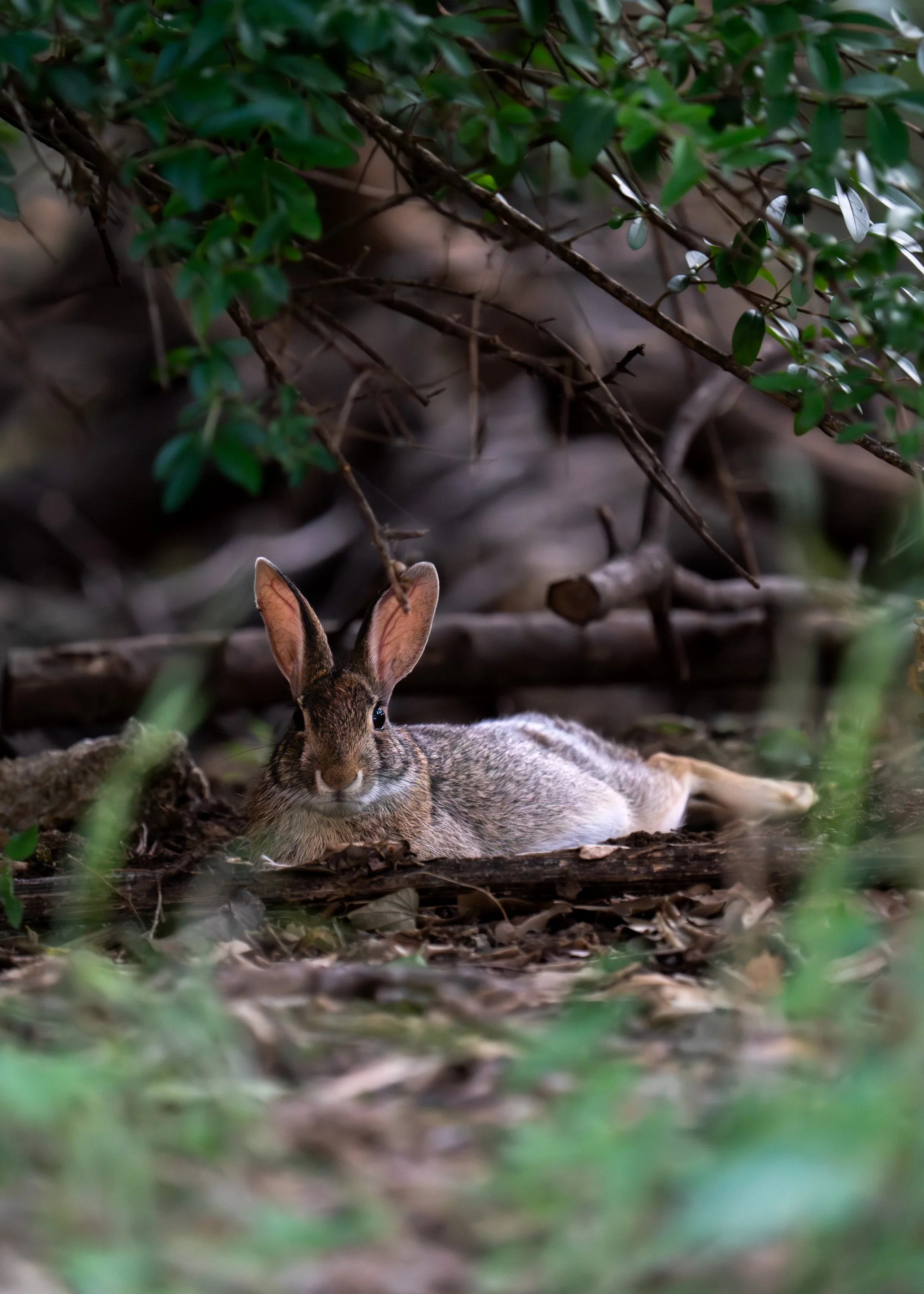 wildlife-006.jpg