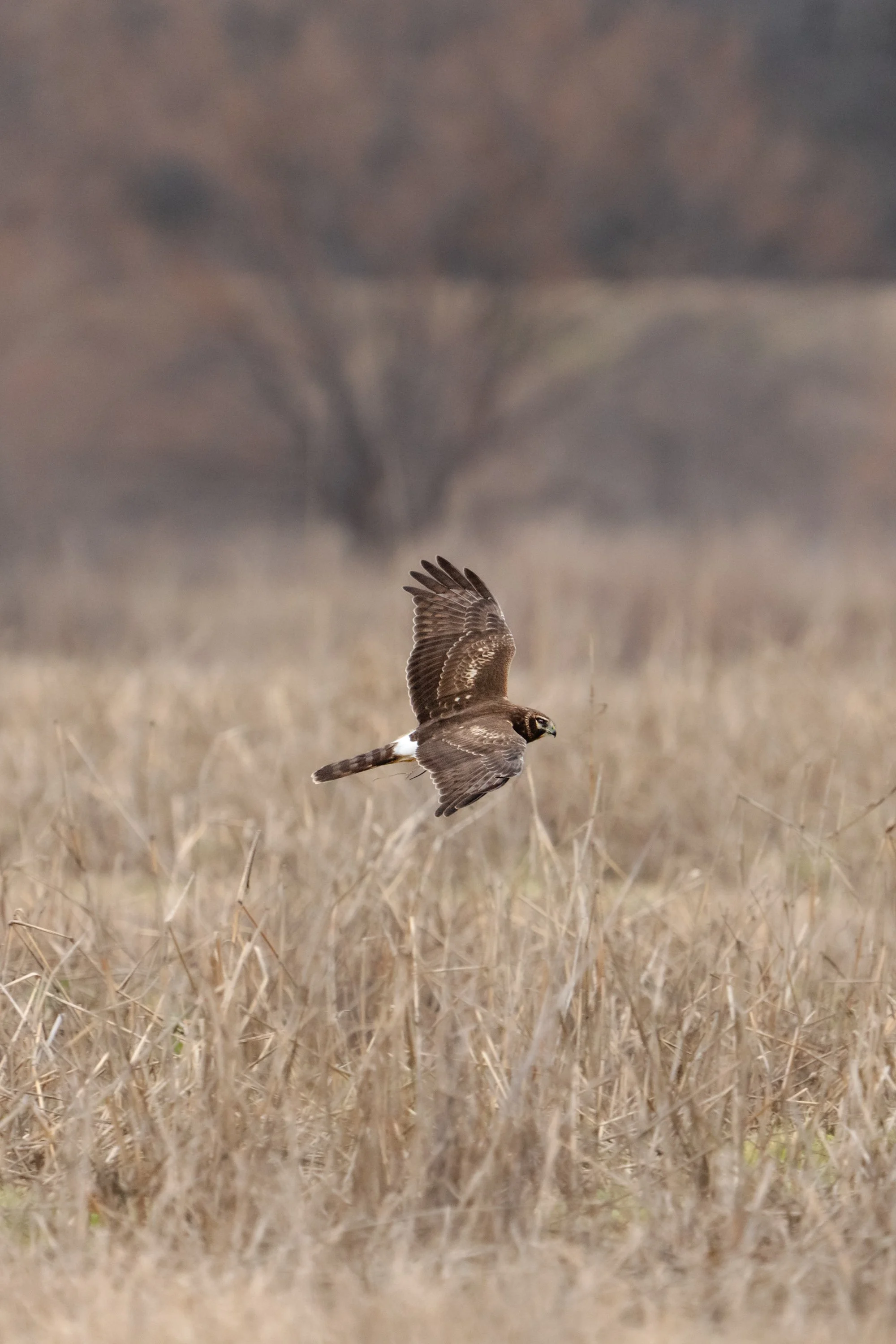 wildlife-a-001.jpg