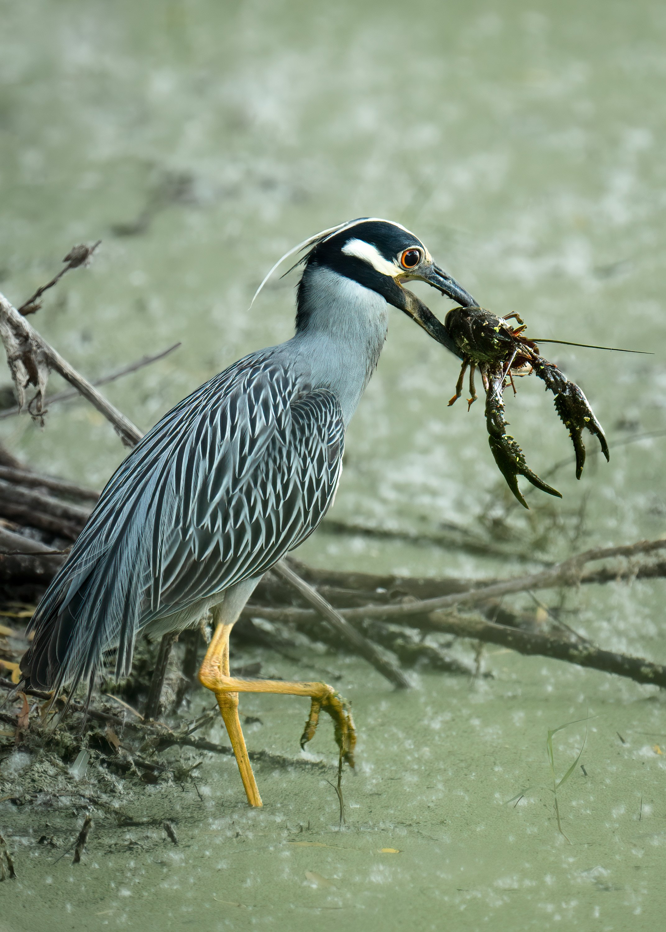 wildlife-007-1.jpg